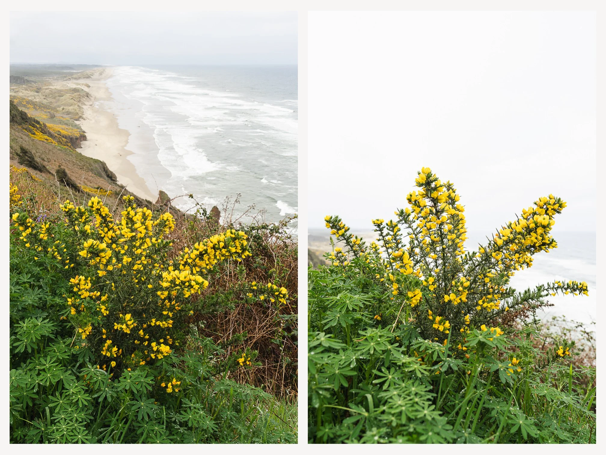Oregon Dunes and Gorse