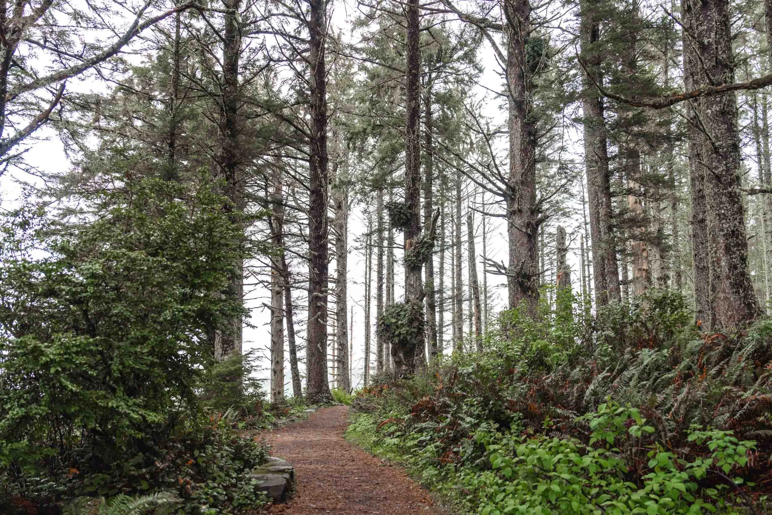 Forest trail at Cape Perpetua Overlook, Oregon