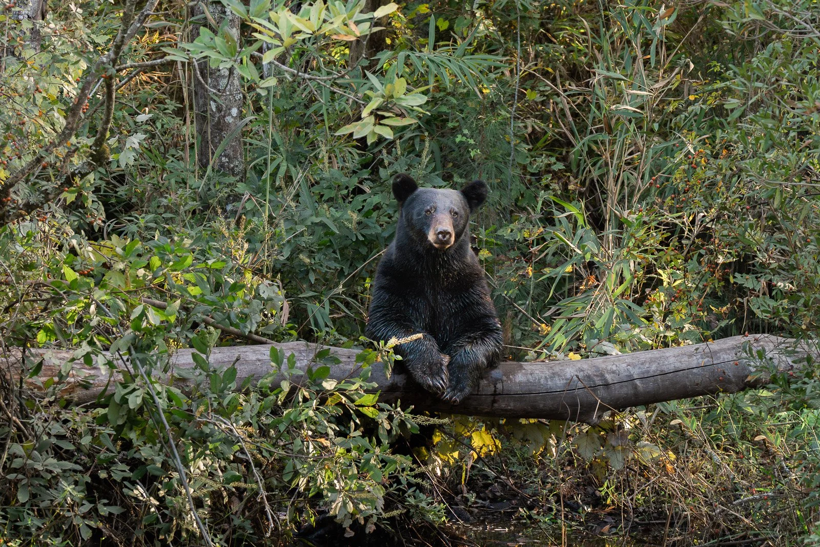 Alligator River Wildlife Photography: Fall in North Carolina
