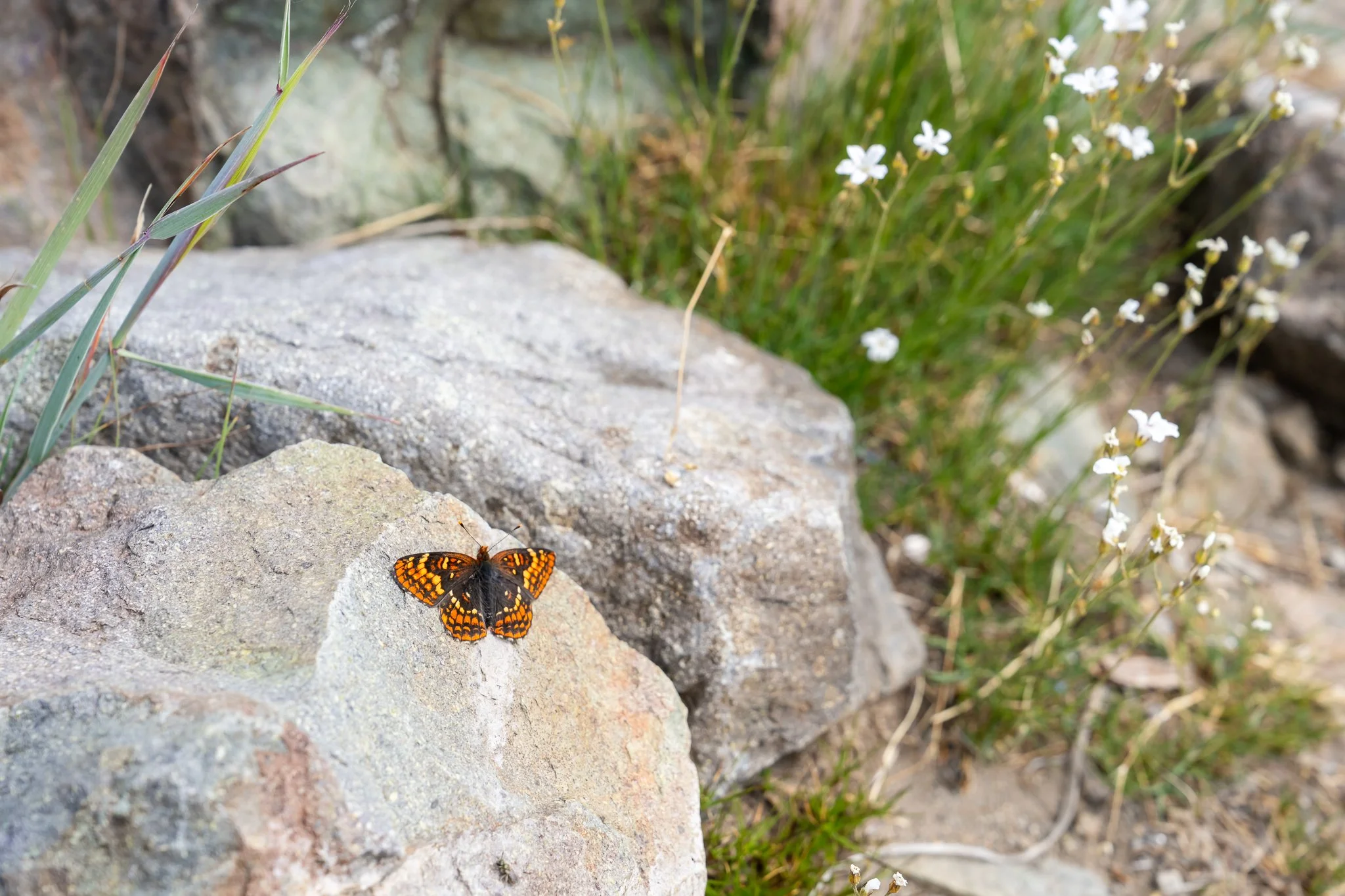 checkerspot butterfly on rock on hiking trail at goat peak