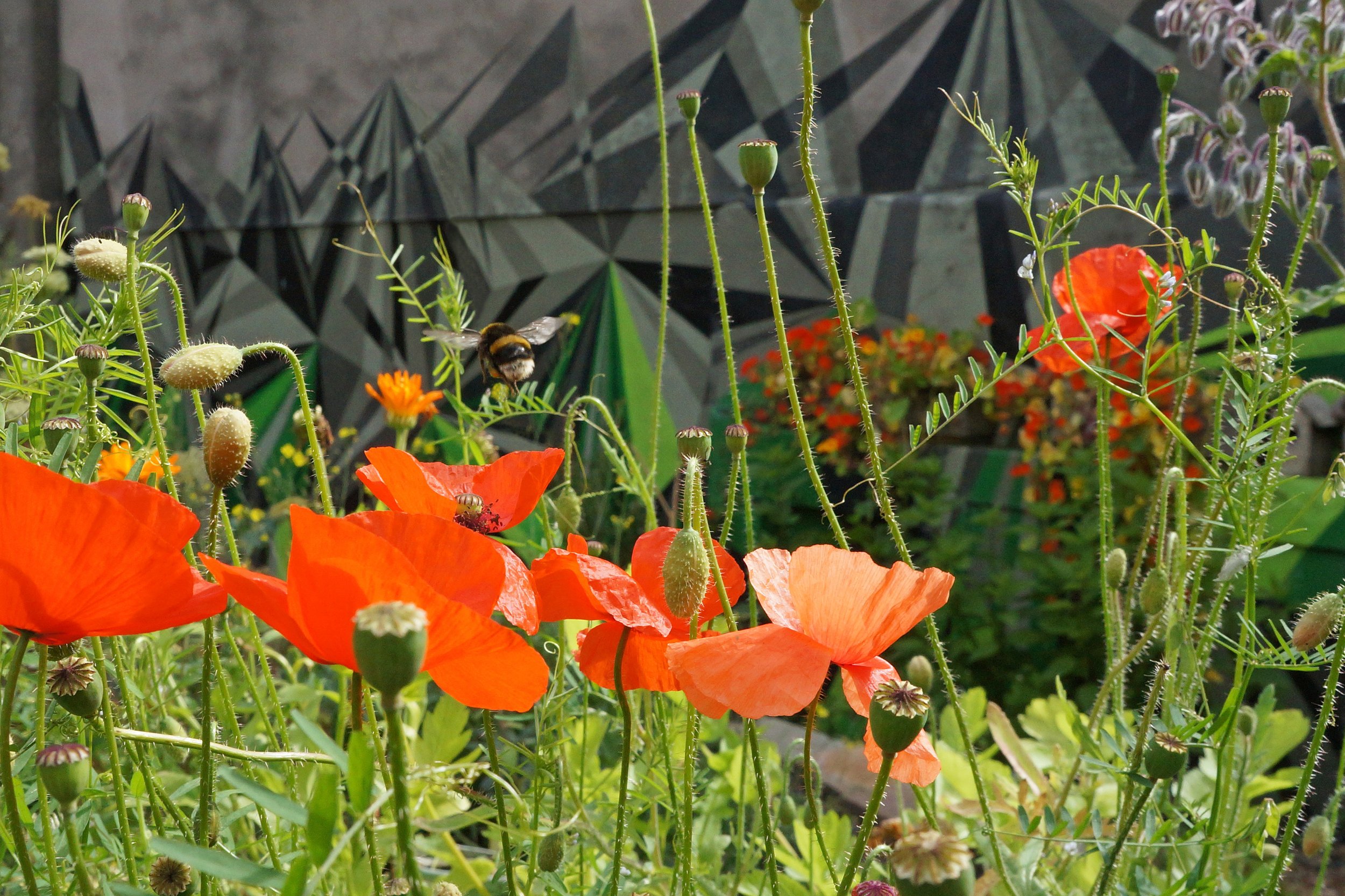 Poppies, seed heads & bee 2.jpg