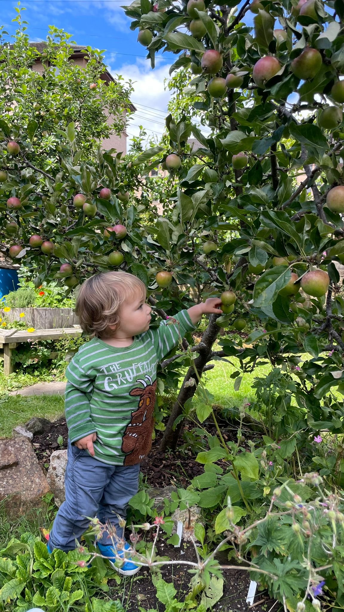 Toddler picking apple.jpg
