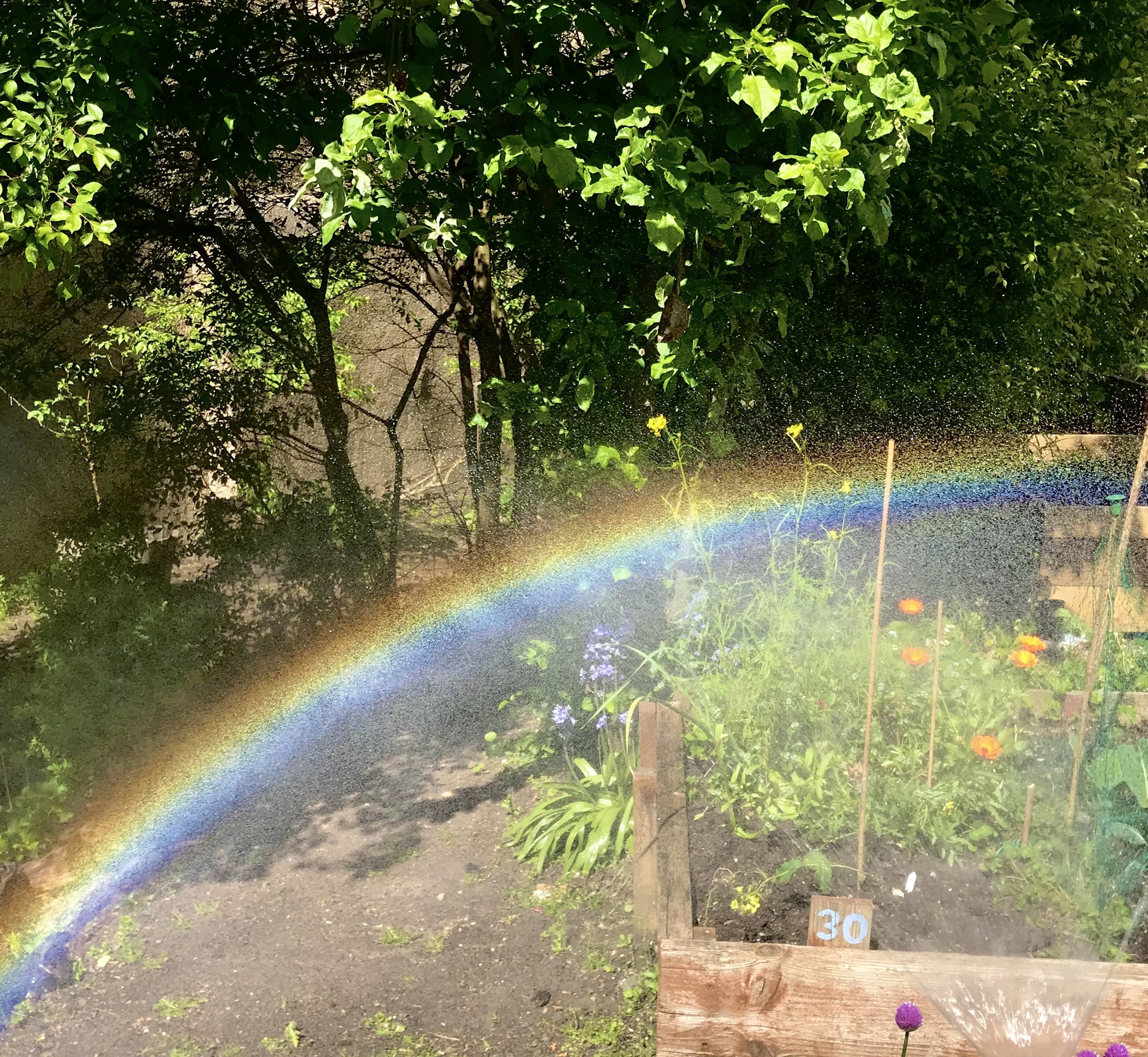 rainbow in garden.jpg