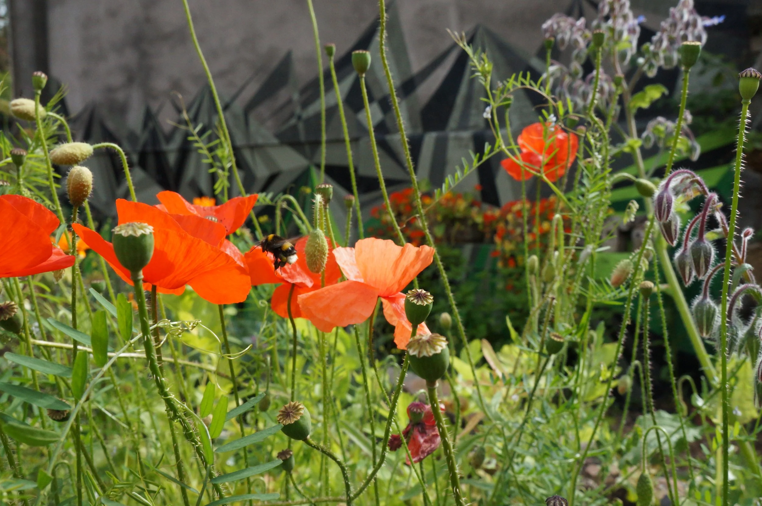 Poppies and seed heads.JPG