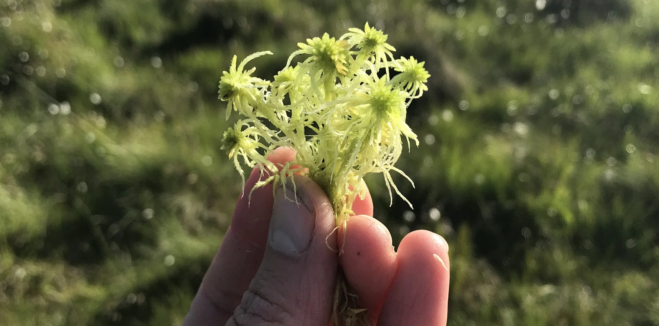 Biodiversity Roadshow Workshop: Guardians of the Bog