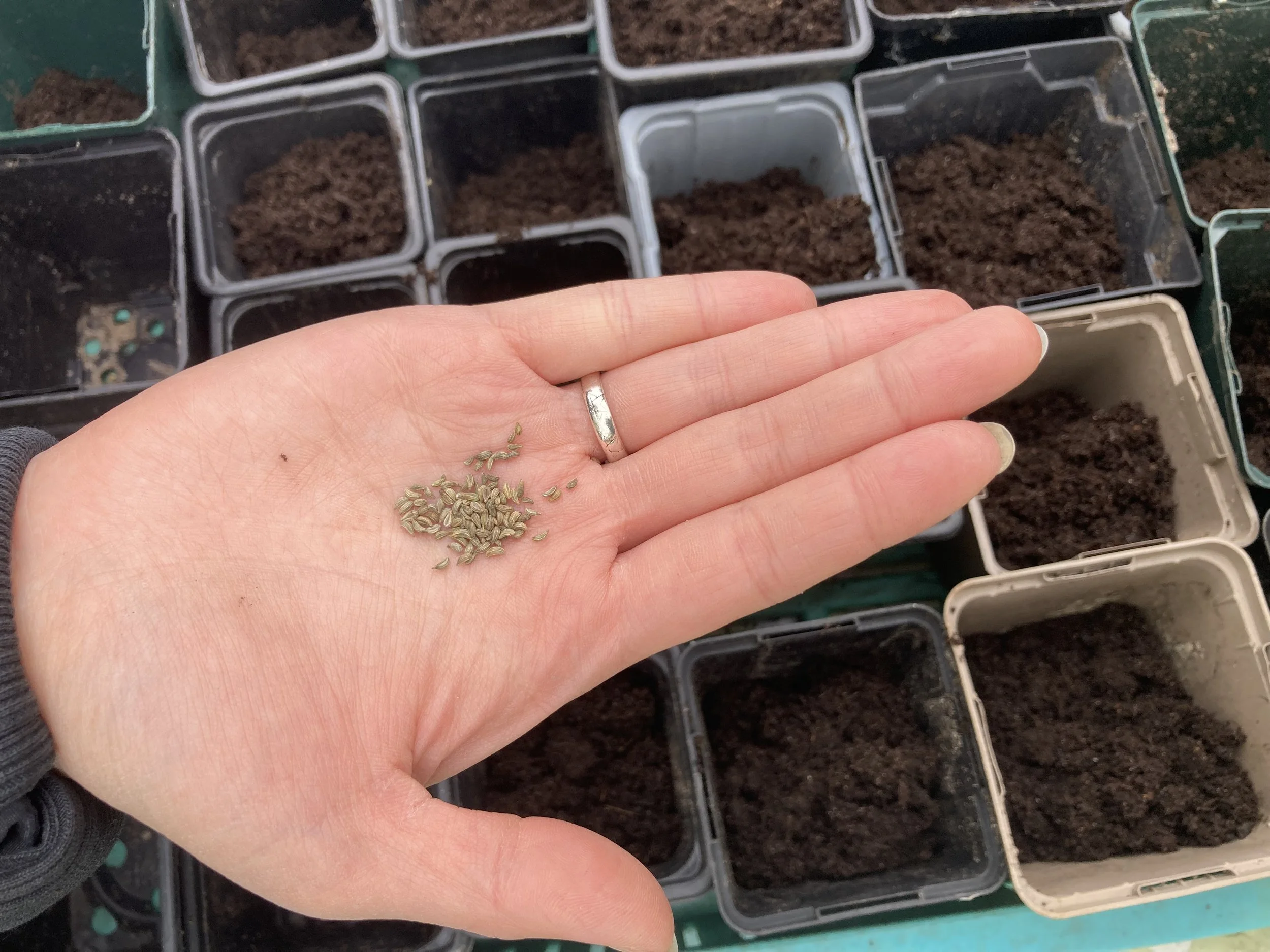 Summer Sowing for Winter Vegetable Growing with Royal Botanic Gardens Edinburgh