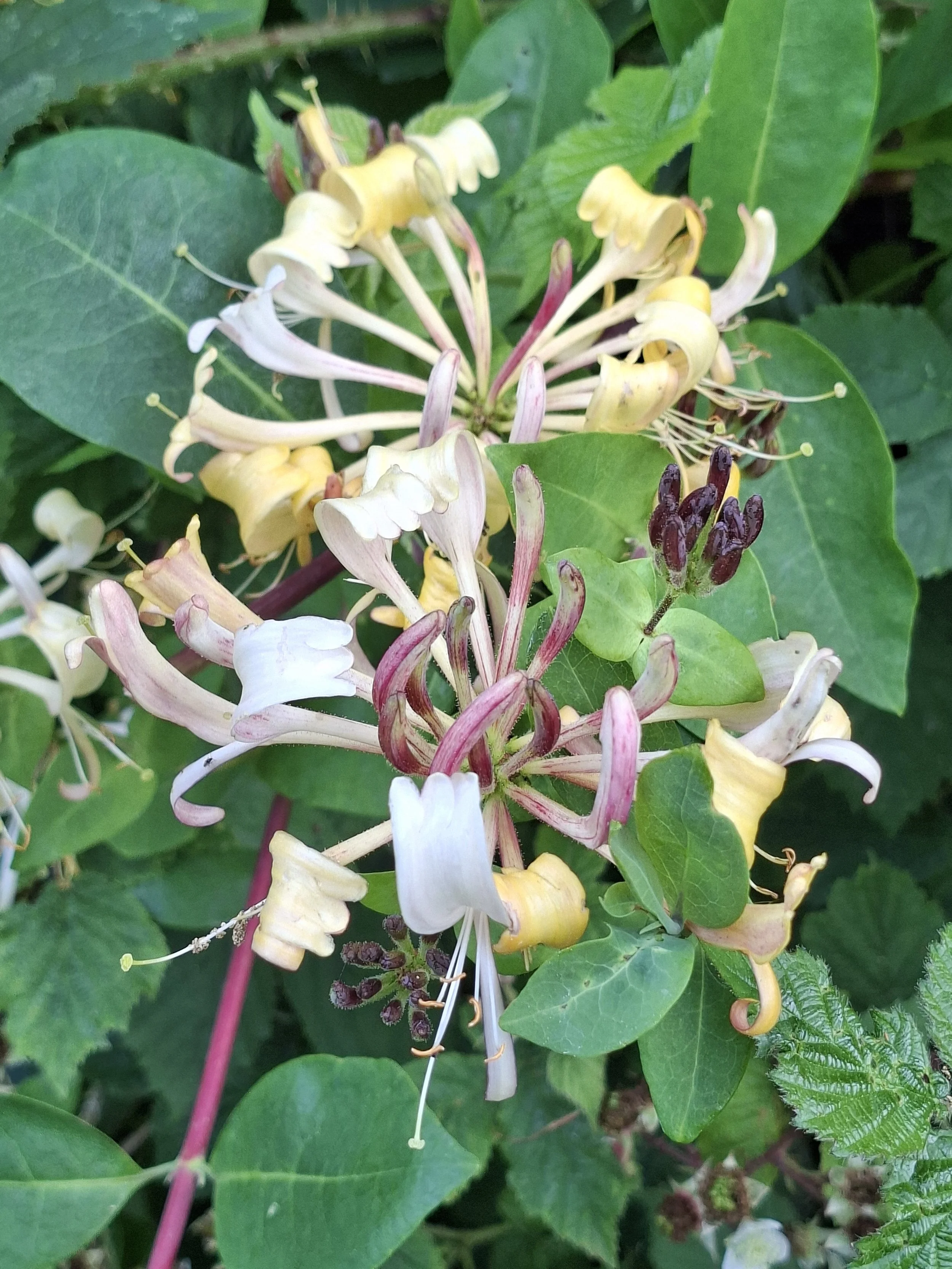 An introduction to recording nature with iNaturalist - Making your nature observations work for wildlife and conservation