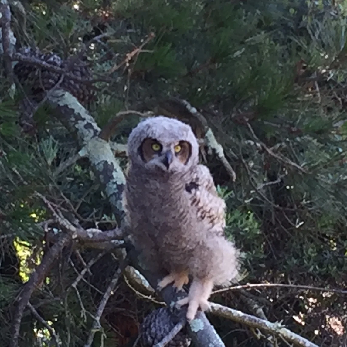 Great Horned Owlet Found on Patio