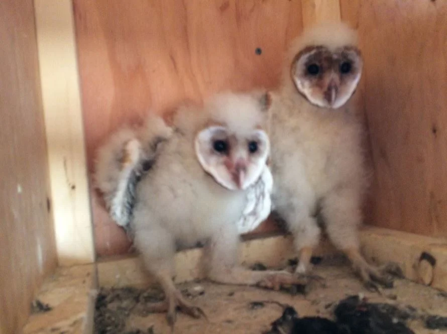Overheated Barn Owl Chicks Rescued