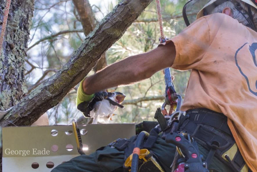 Young White Tailed Kite Falls From Its Nest