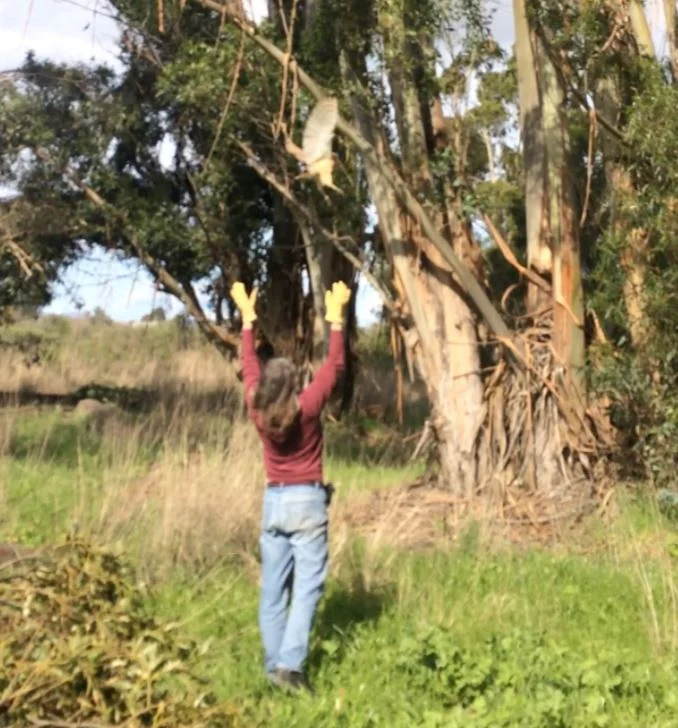 Fallen Trees Barn Owl Rescue