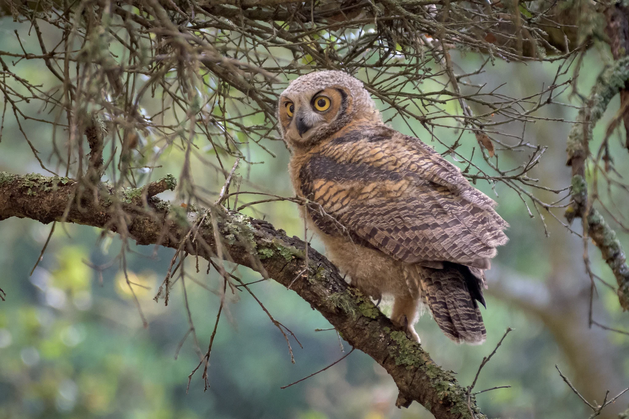 JuvenileGreatHorned Owl.jpg
