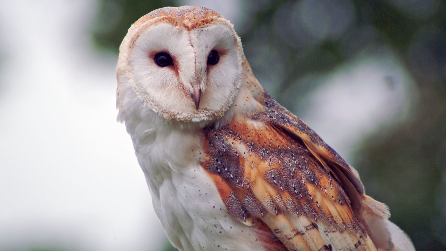 What Does A Barn Owl Sound Like Hungry Owl Project
