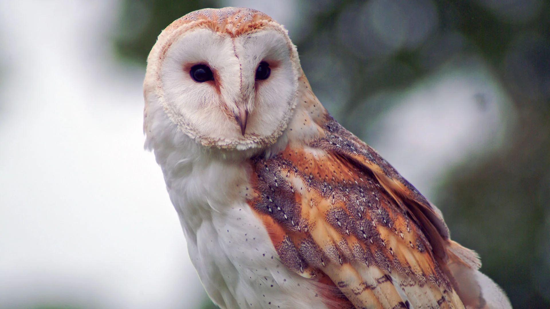 what-does-a-barn-owl-sound-like-hungry-owl-project