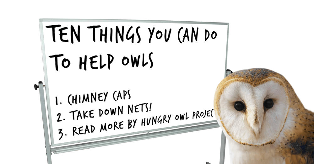 10 Things You Can Do to Help Owls — Hungry Owl Project