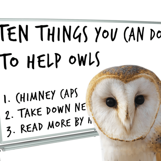 10 Things You Can Do to Help Owls — Hungry Owl Project