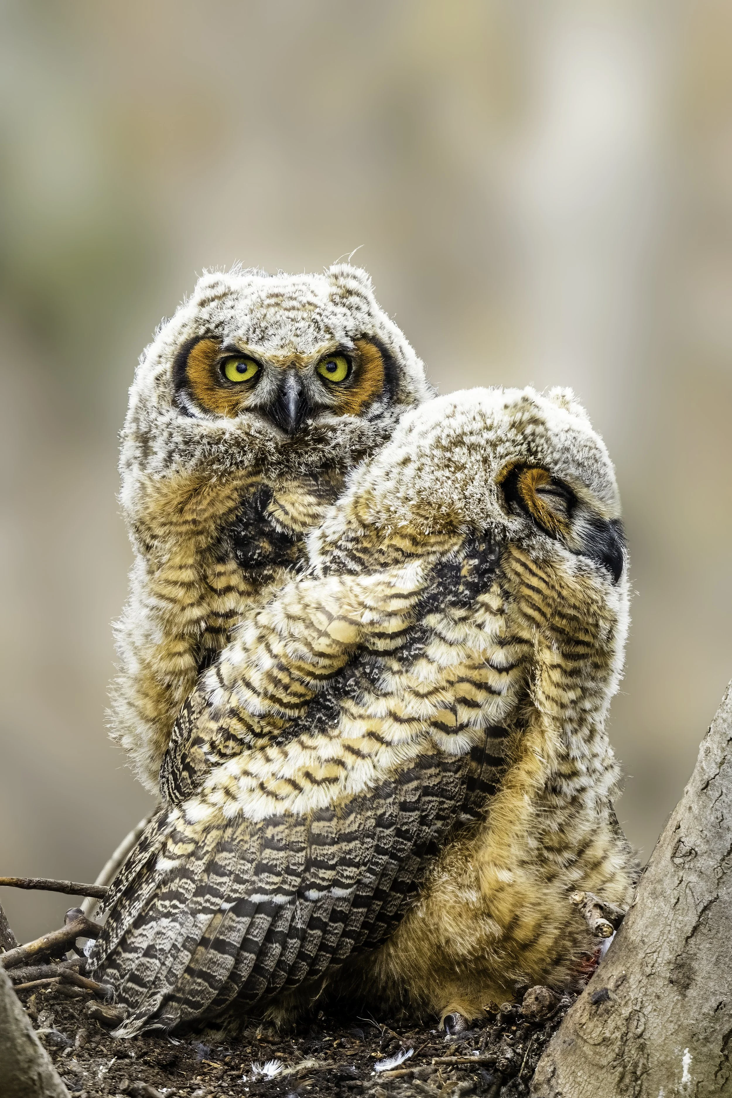 Avoid Springtime Tree-Work