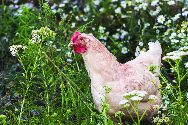 Chicken.jpg
