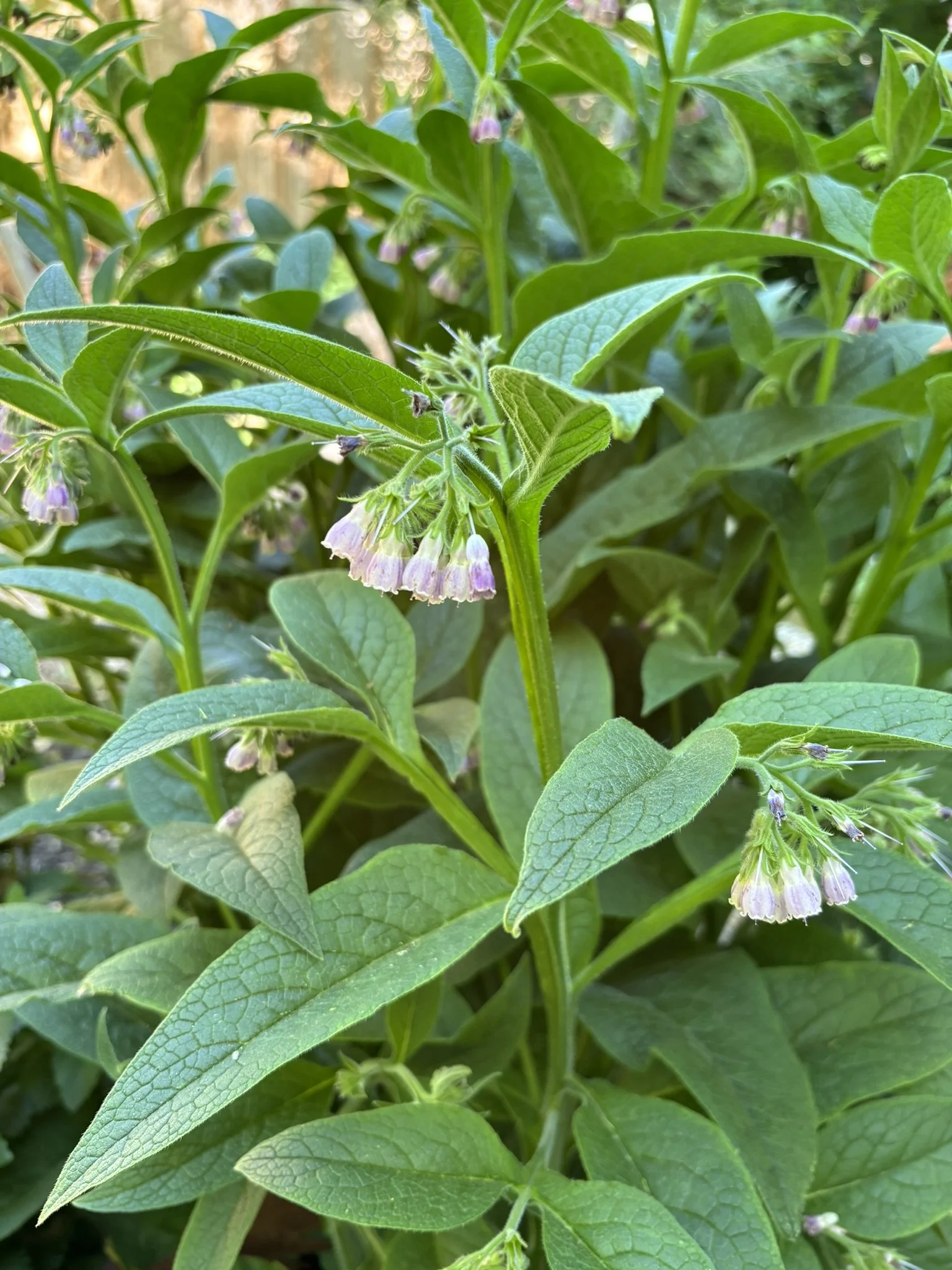 Comfrey