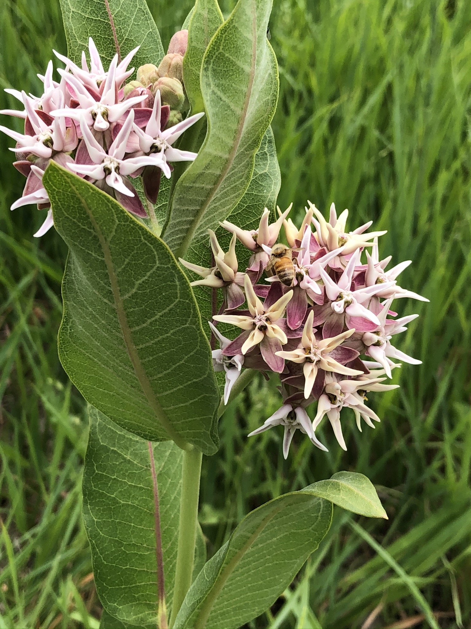 Milkweed
