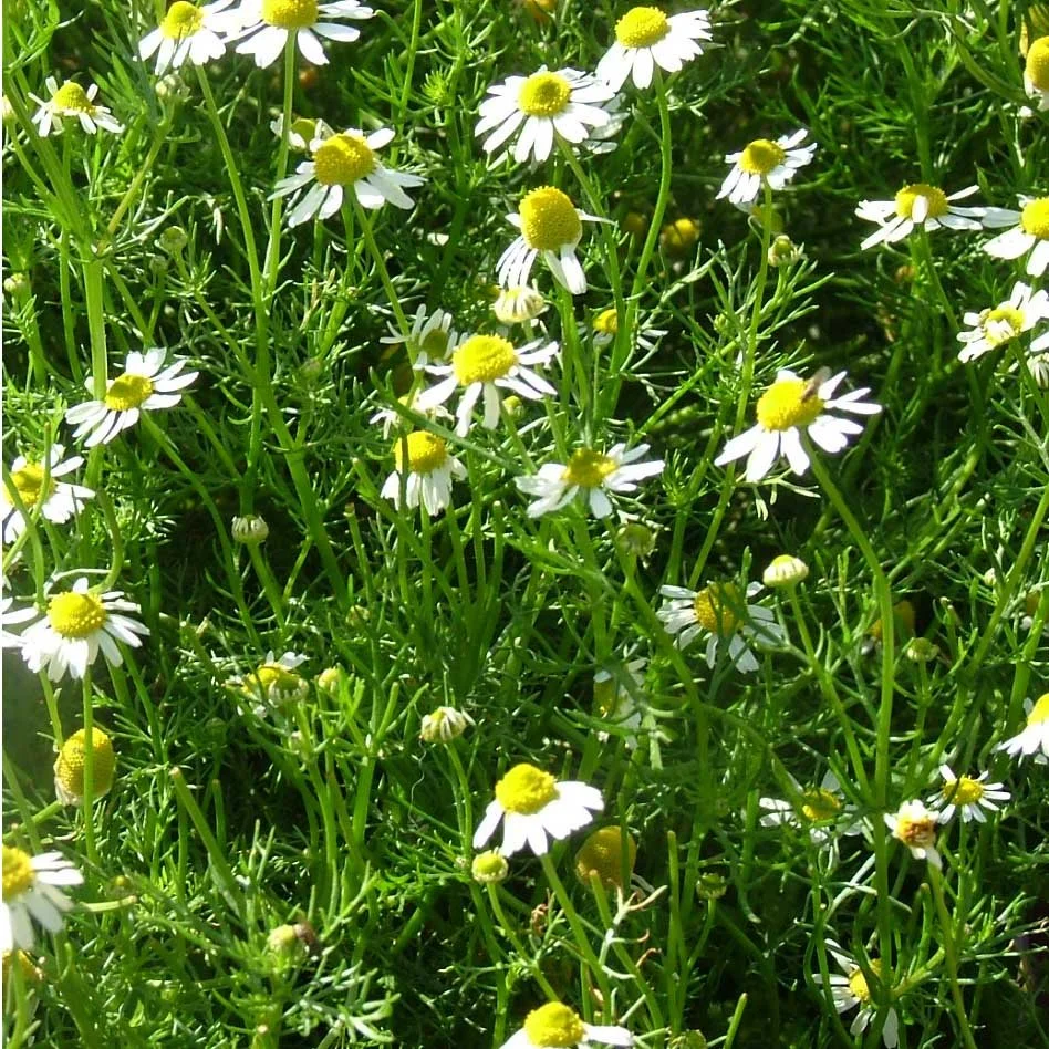 Chamomile