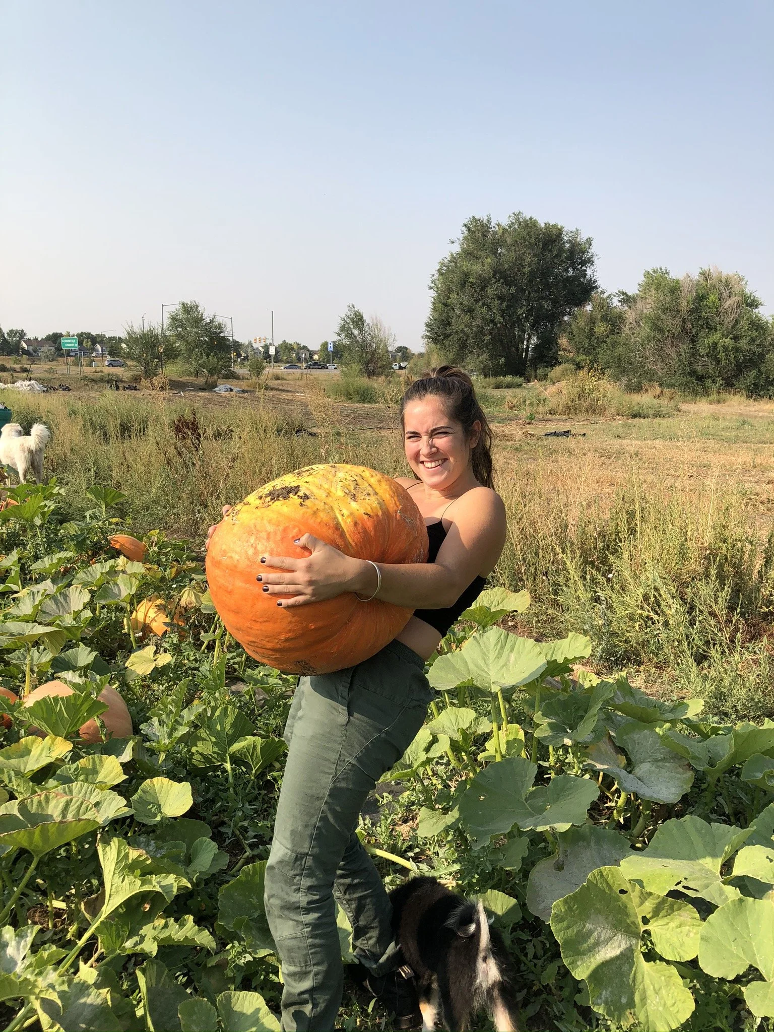 HARVEST FARM DINNER | October 1 (Wednesday)