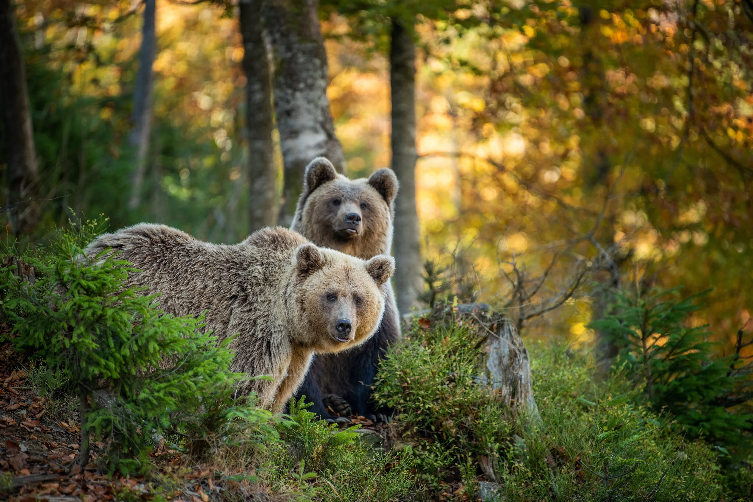 Spirit Animals.jpeg