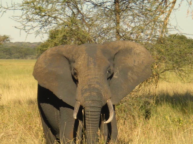 African Elephant