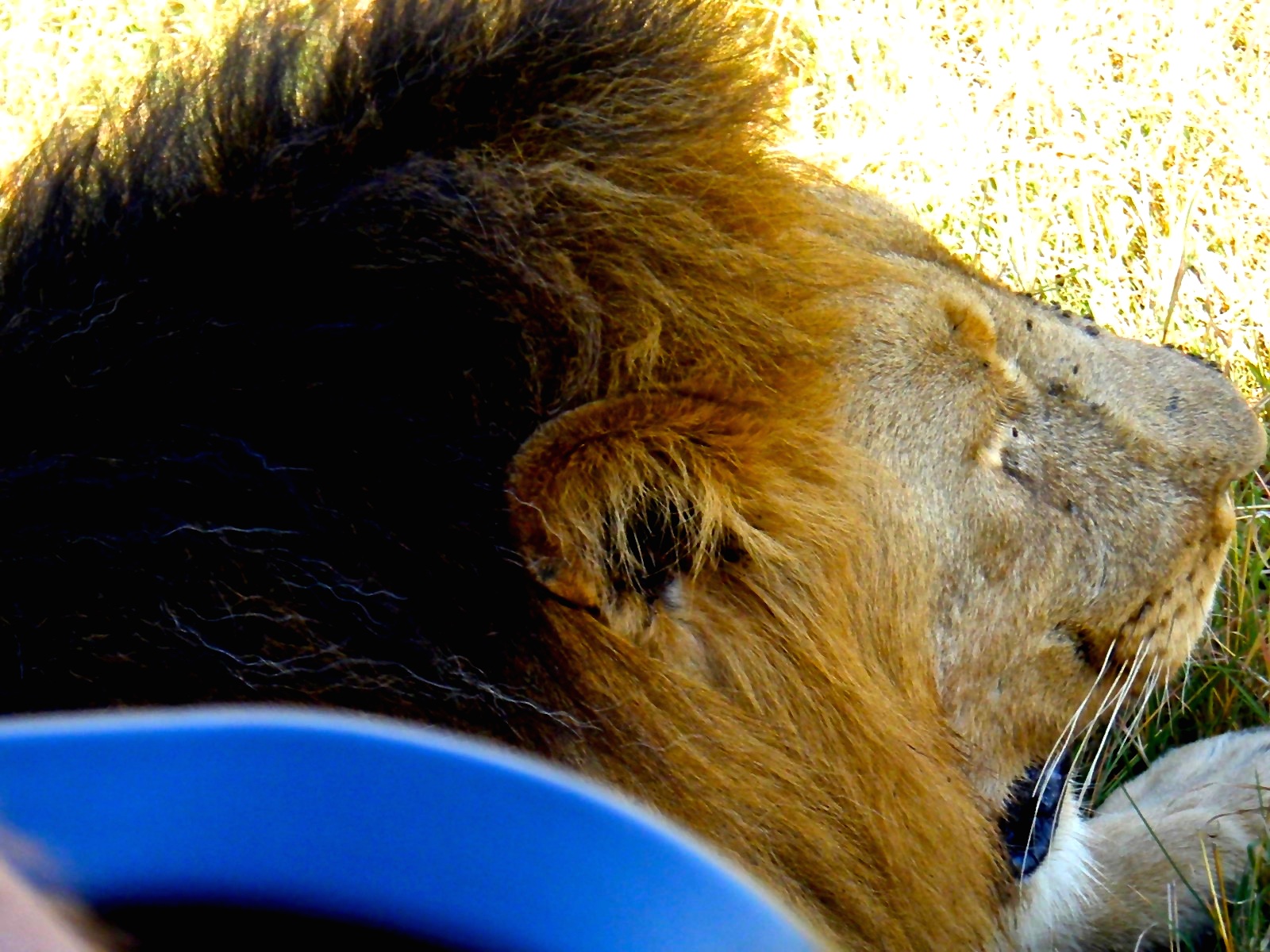 African Lion close up