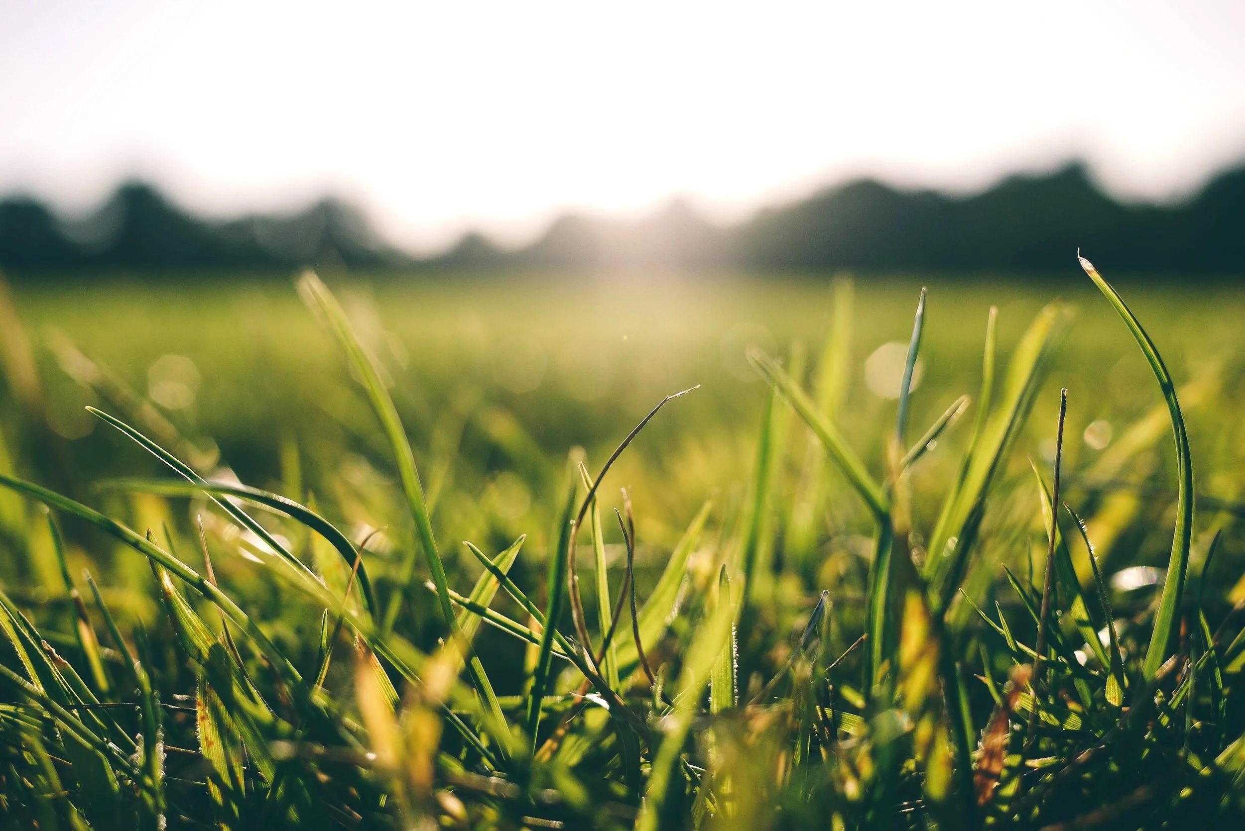 grass-meadow-sunshine-9056.jpg