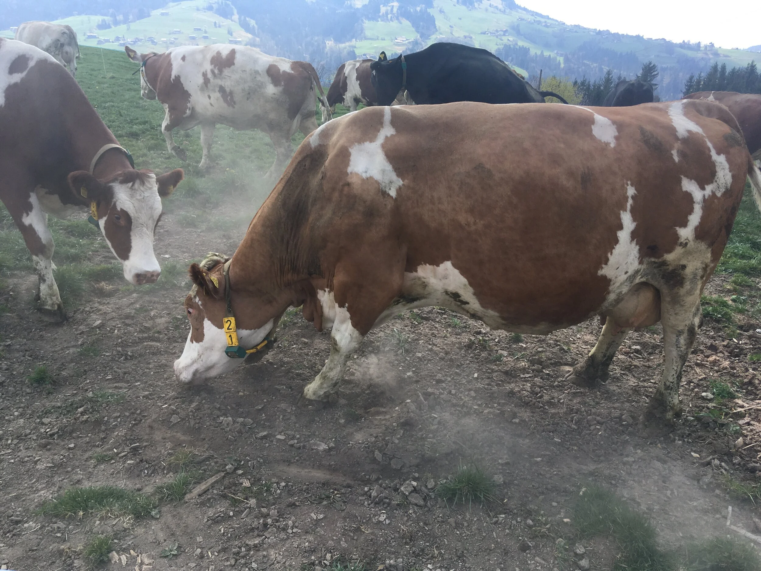 ENDLICH WIEDER AUF DIE WIESE!!!