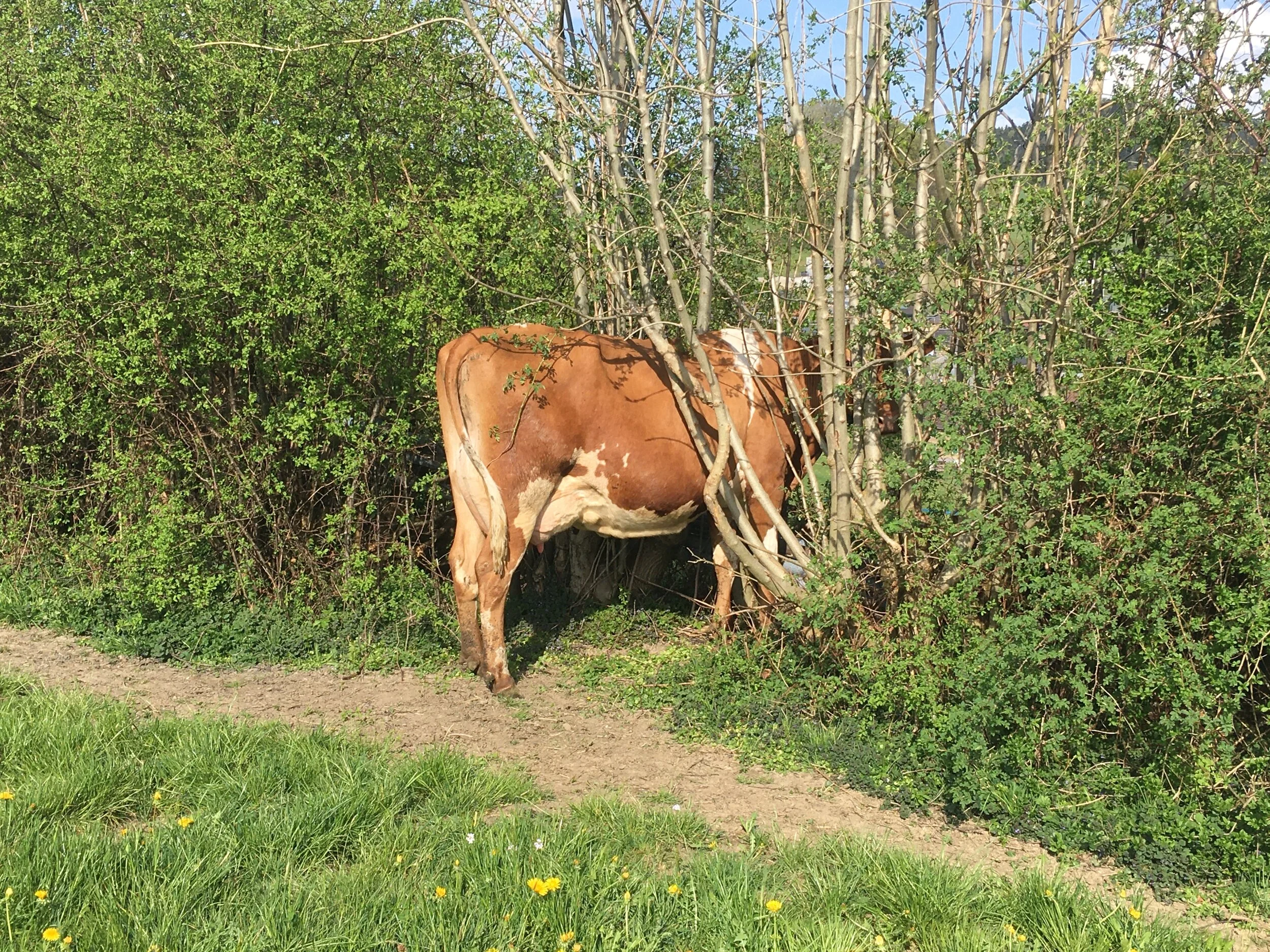 MAL SCHAUEN OB SIE MICH FINDEN????