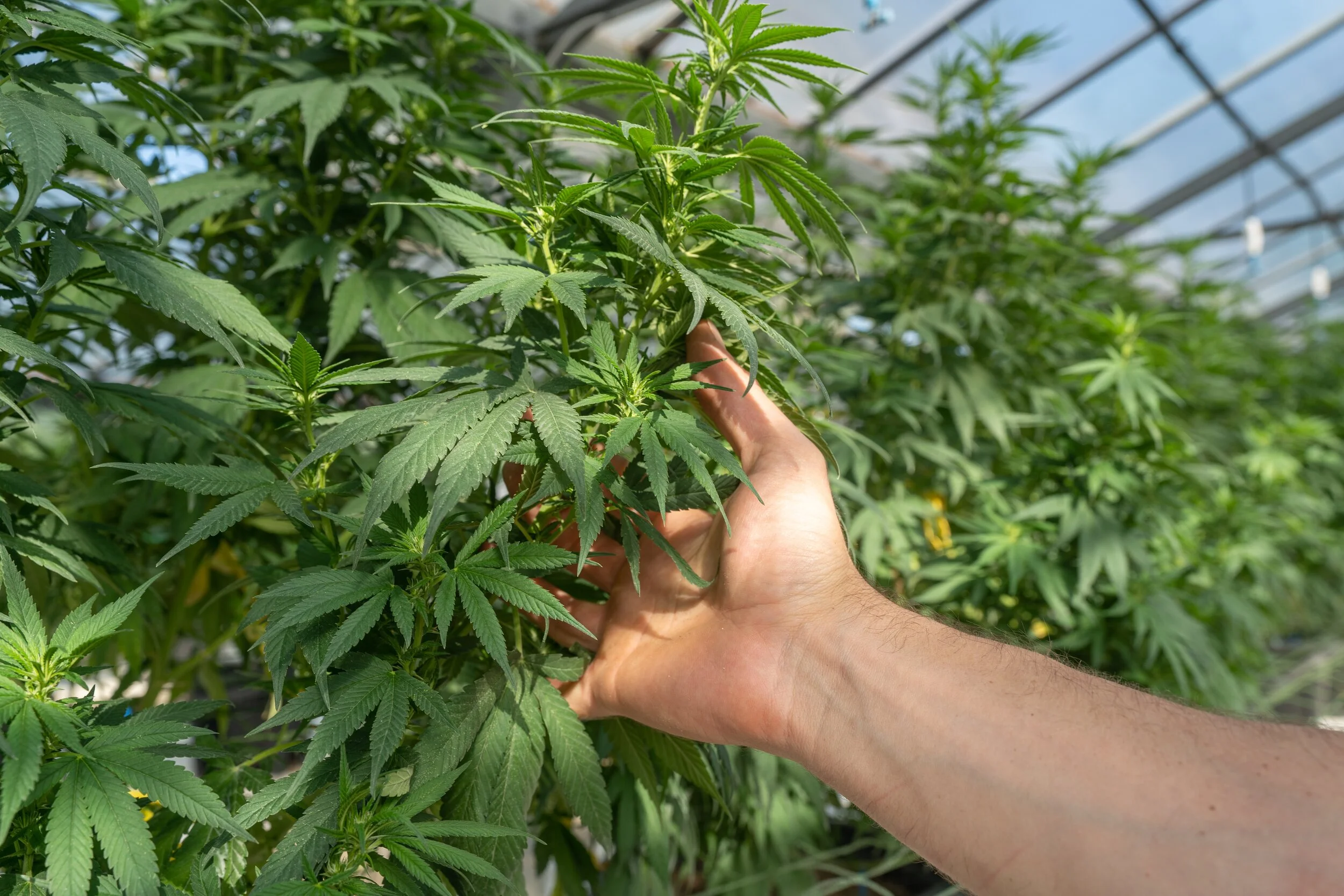BREAKING NEWS: Flora Verde Now Offers Recreational Marijuana!