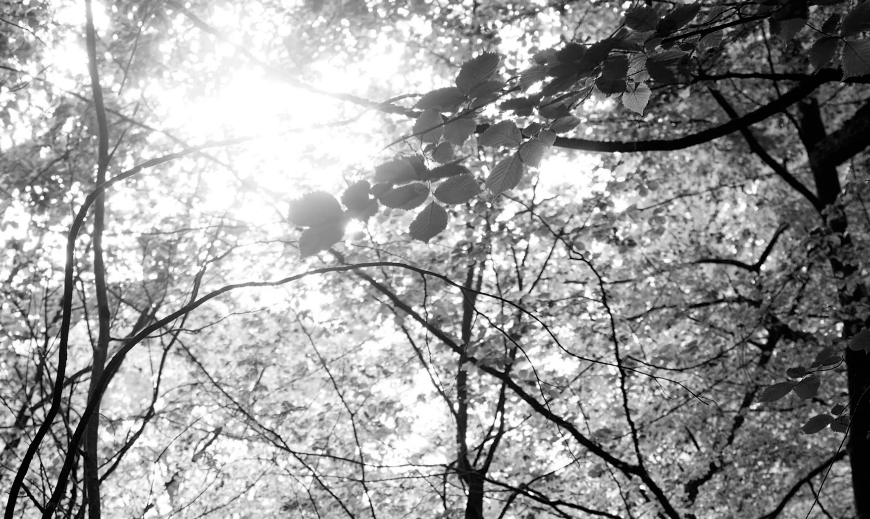 foret.jpg