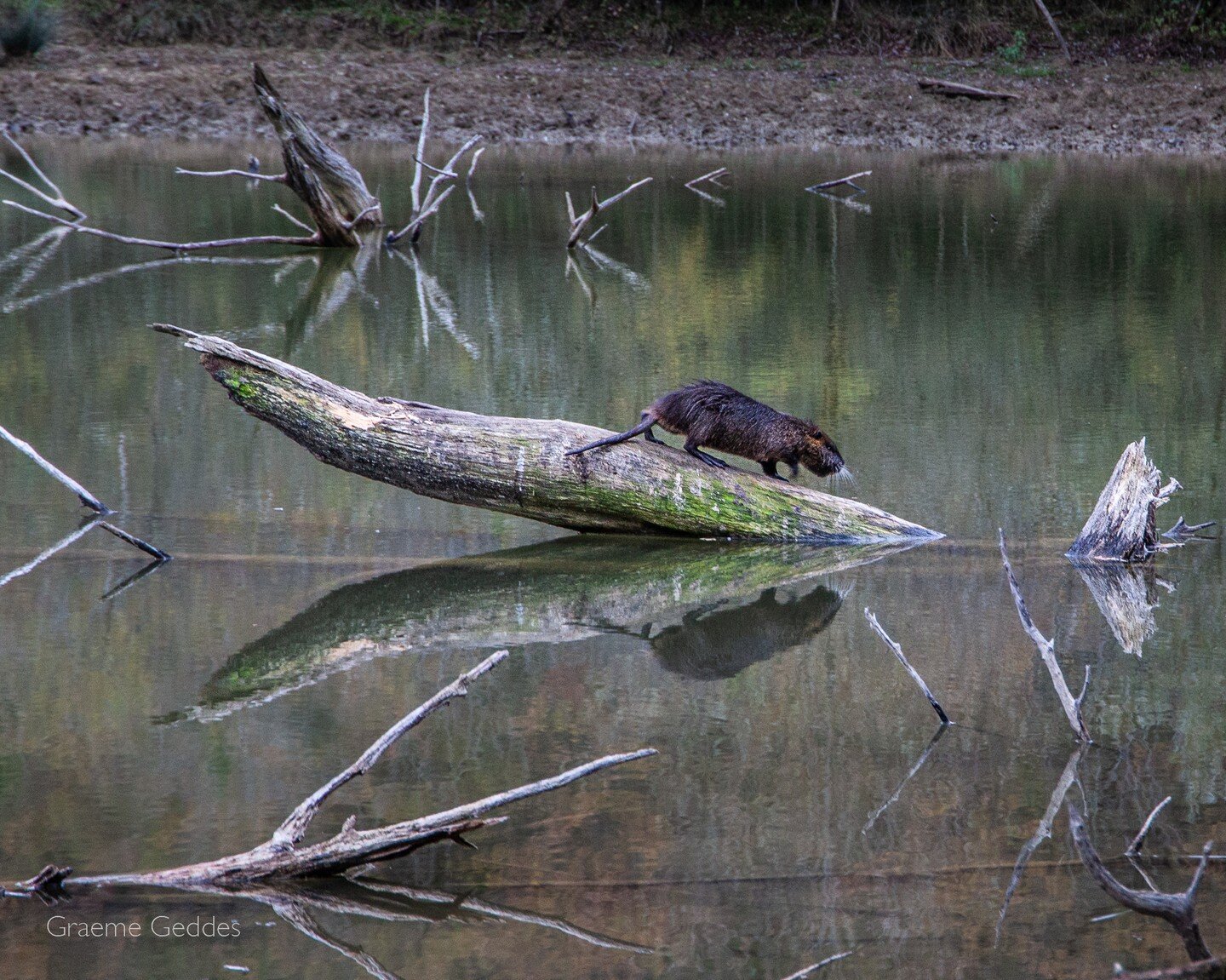 Nutria (coypu)