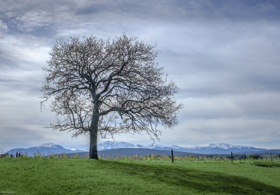 Tree with mountains