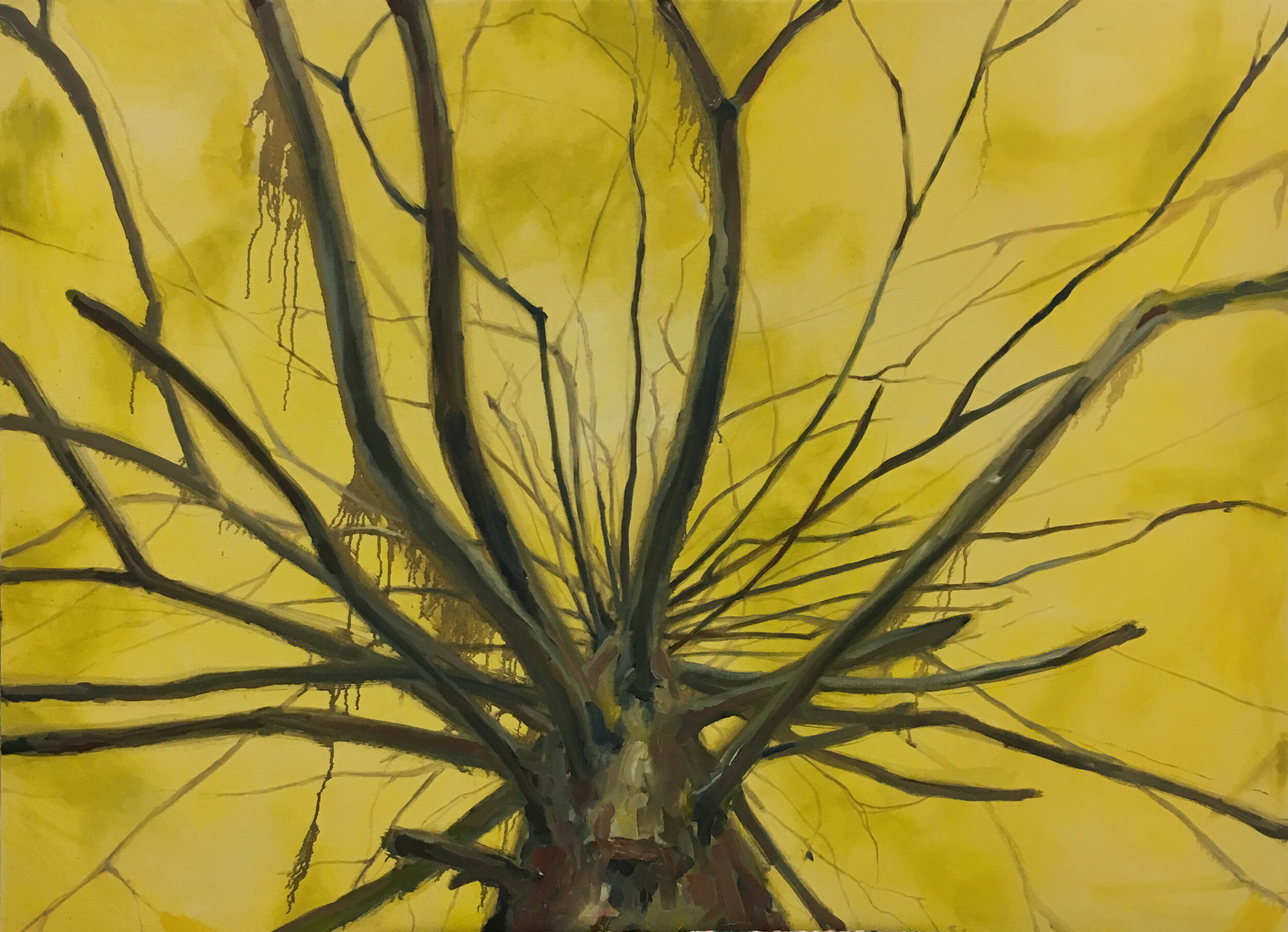 deadtree.jpg