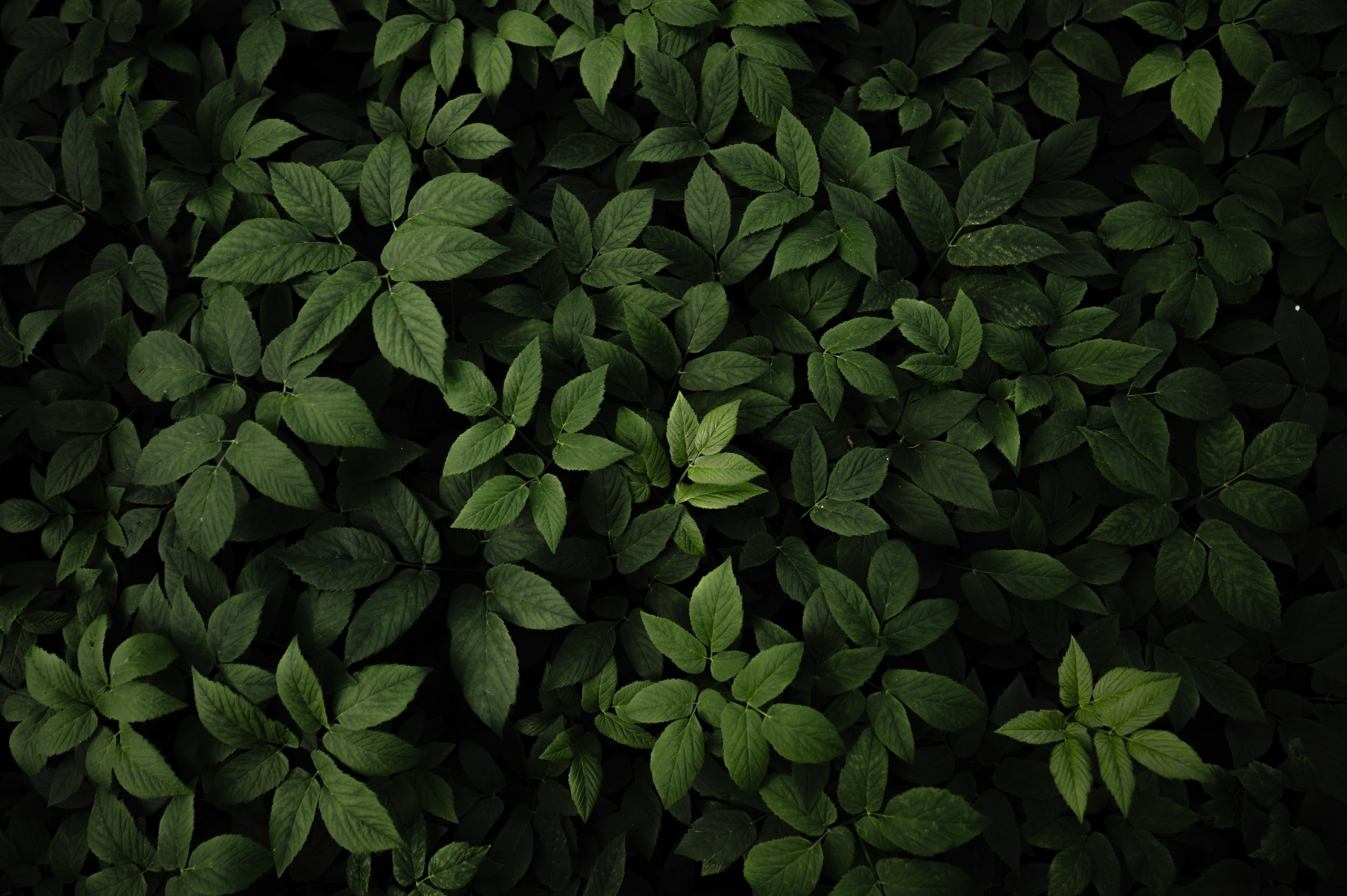 Earthbound Discourse - May 29th Horoscope