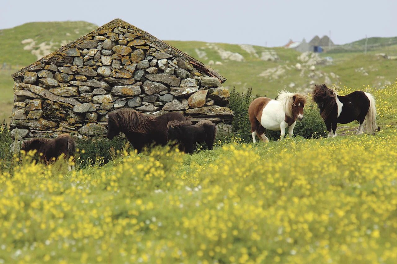 Shetlands courtesy of Shetland
