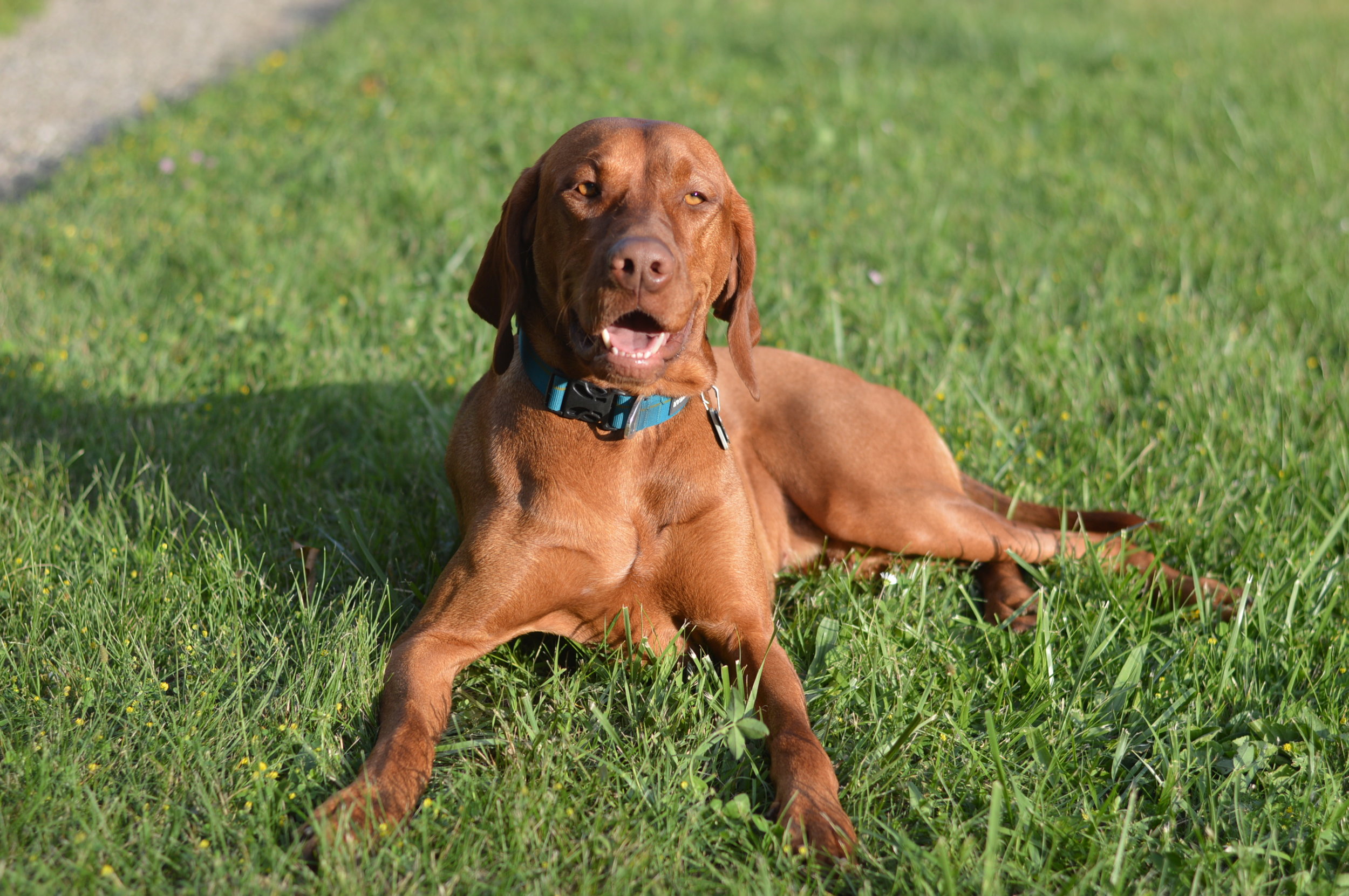 Meet Luka the Vizsla