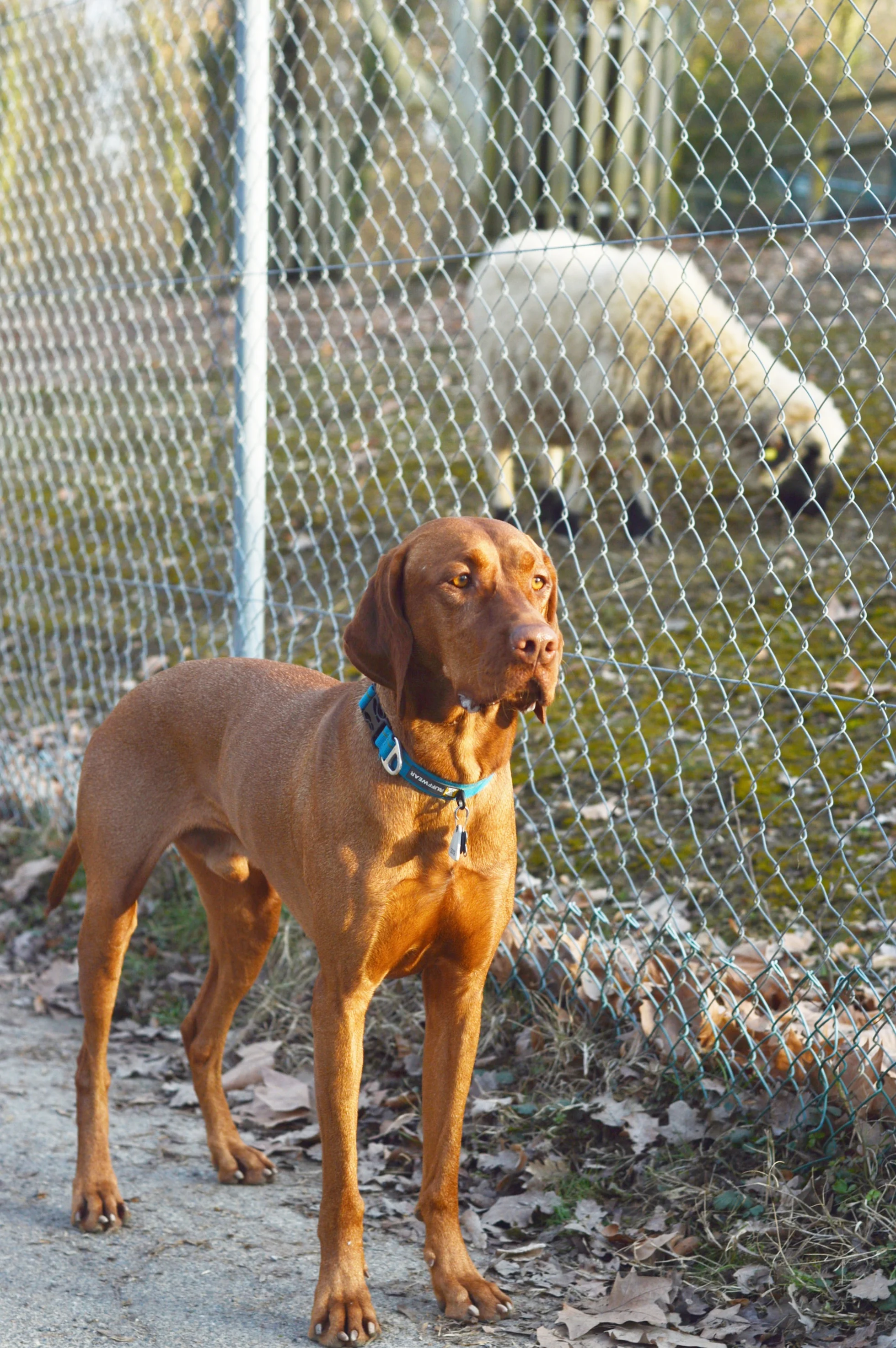 Geneva City Walks - Bois de la Bâtie, Zoo and Play Park combo