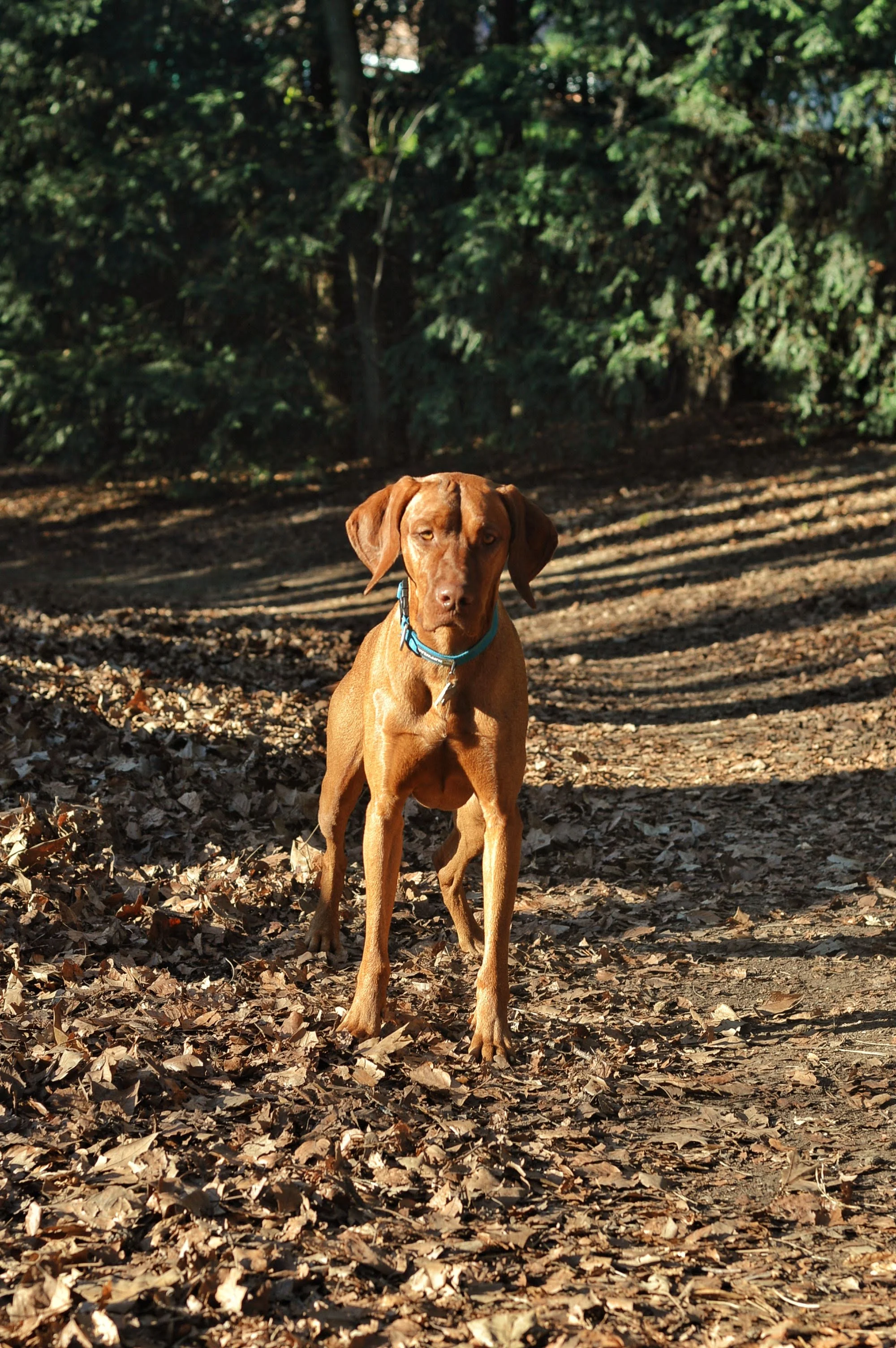 Parc La Grange- Dog Park and Play Park combo