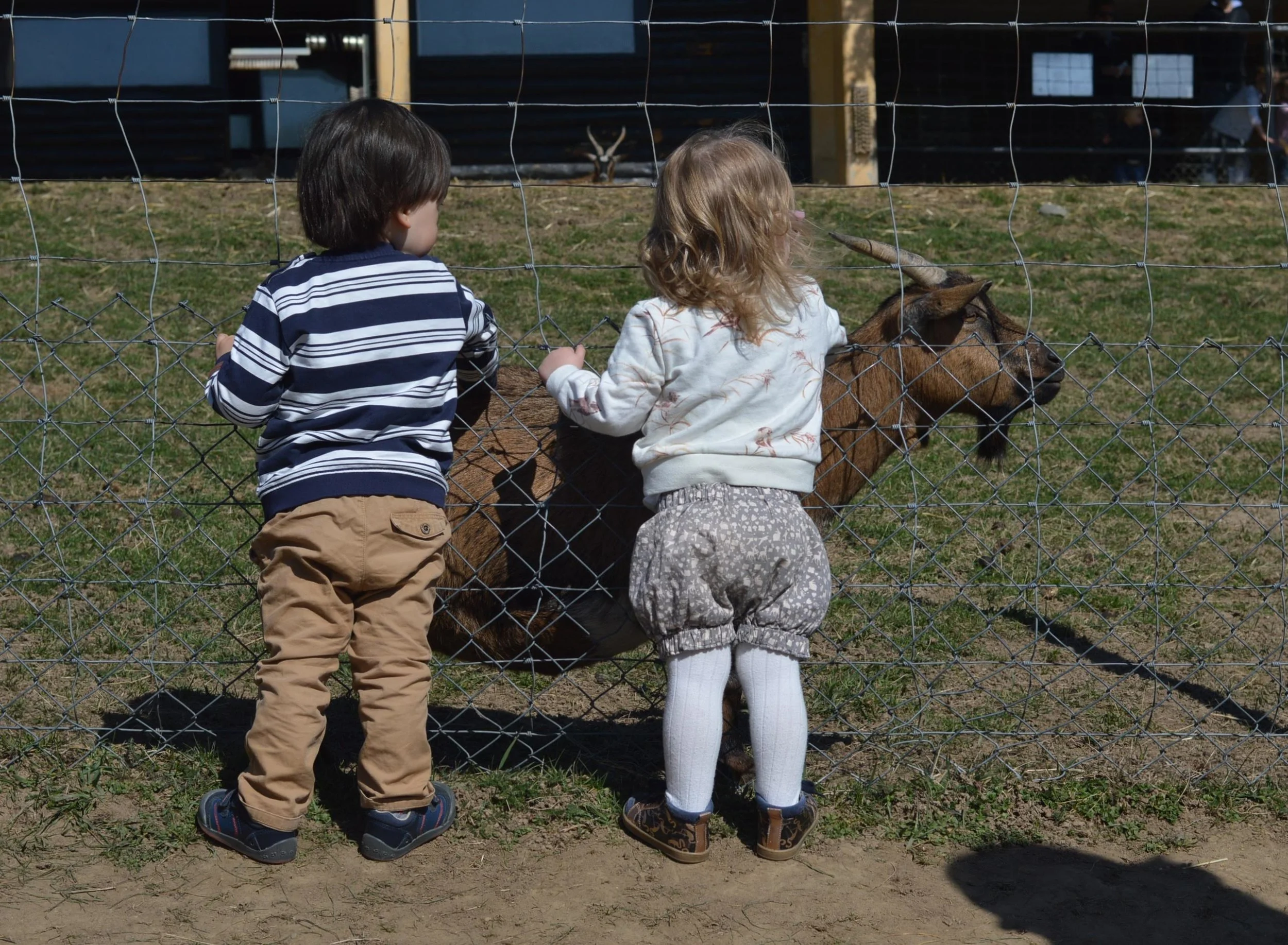 Signal de Bougy - Adventure Park and Animal Park