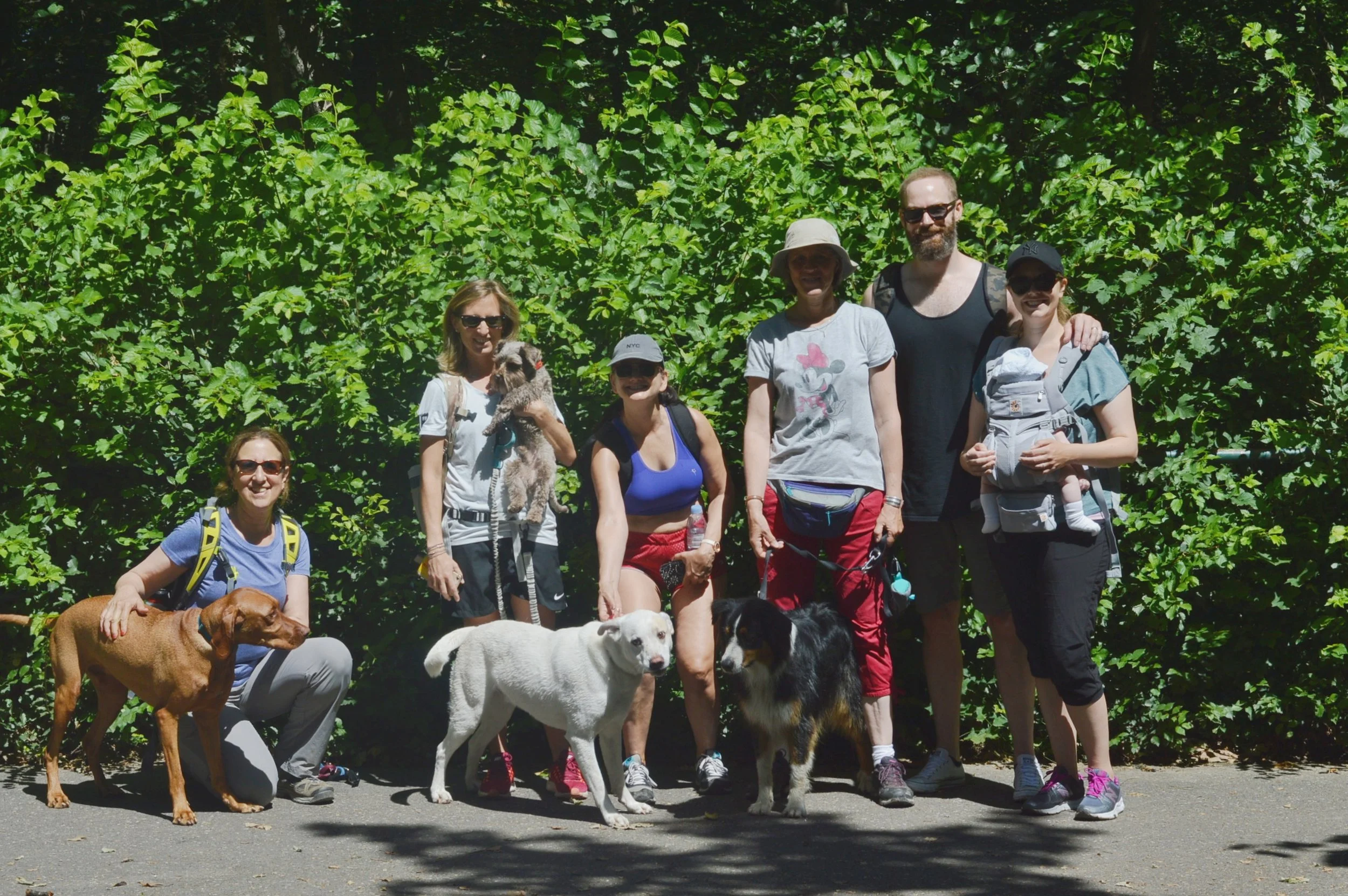 Geneva Hiking with Dogs - June Edition - Bois de la Bâtie and across the viaduct