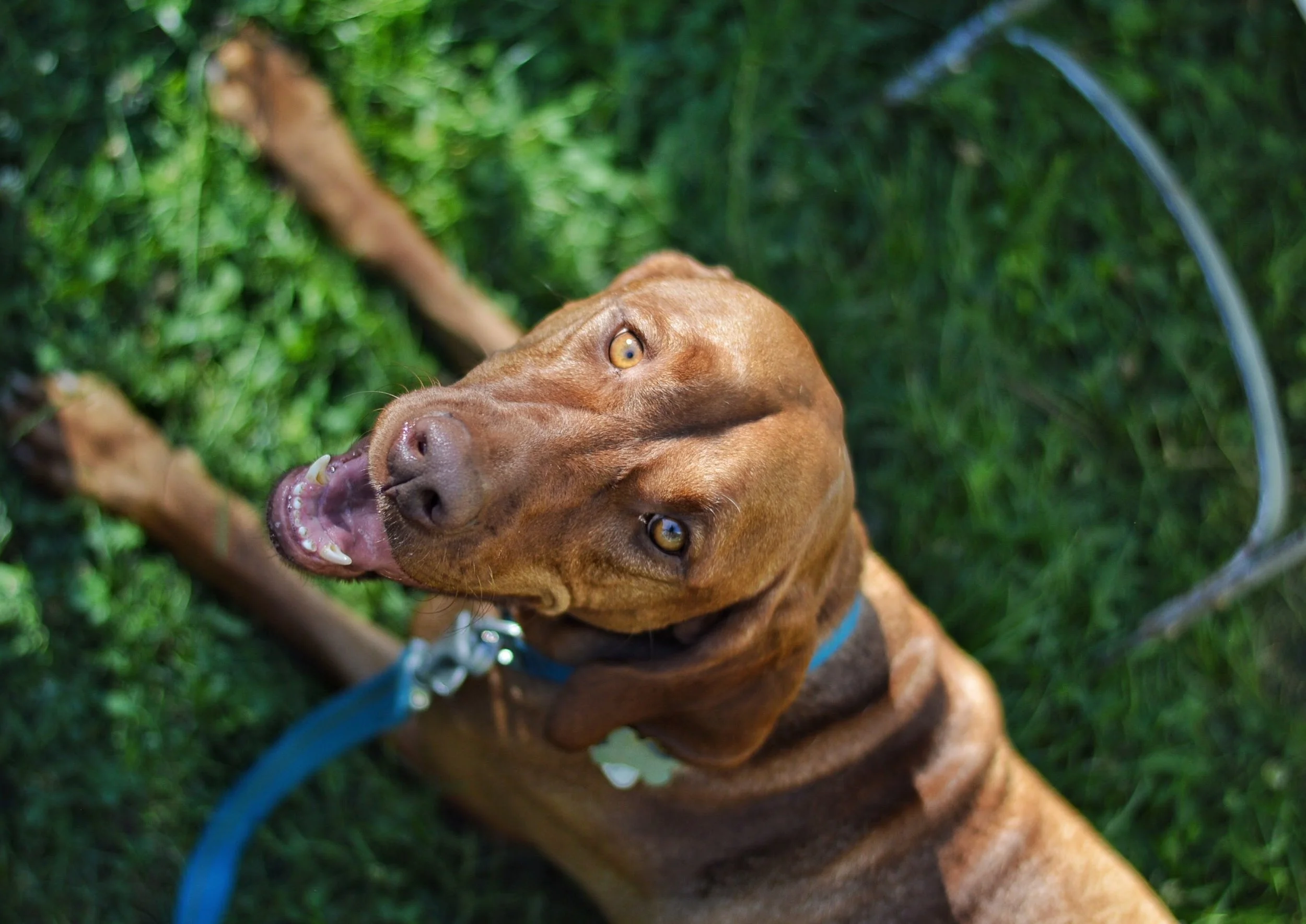 Useful things to teach your dog