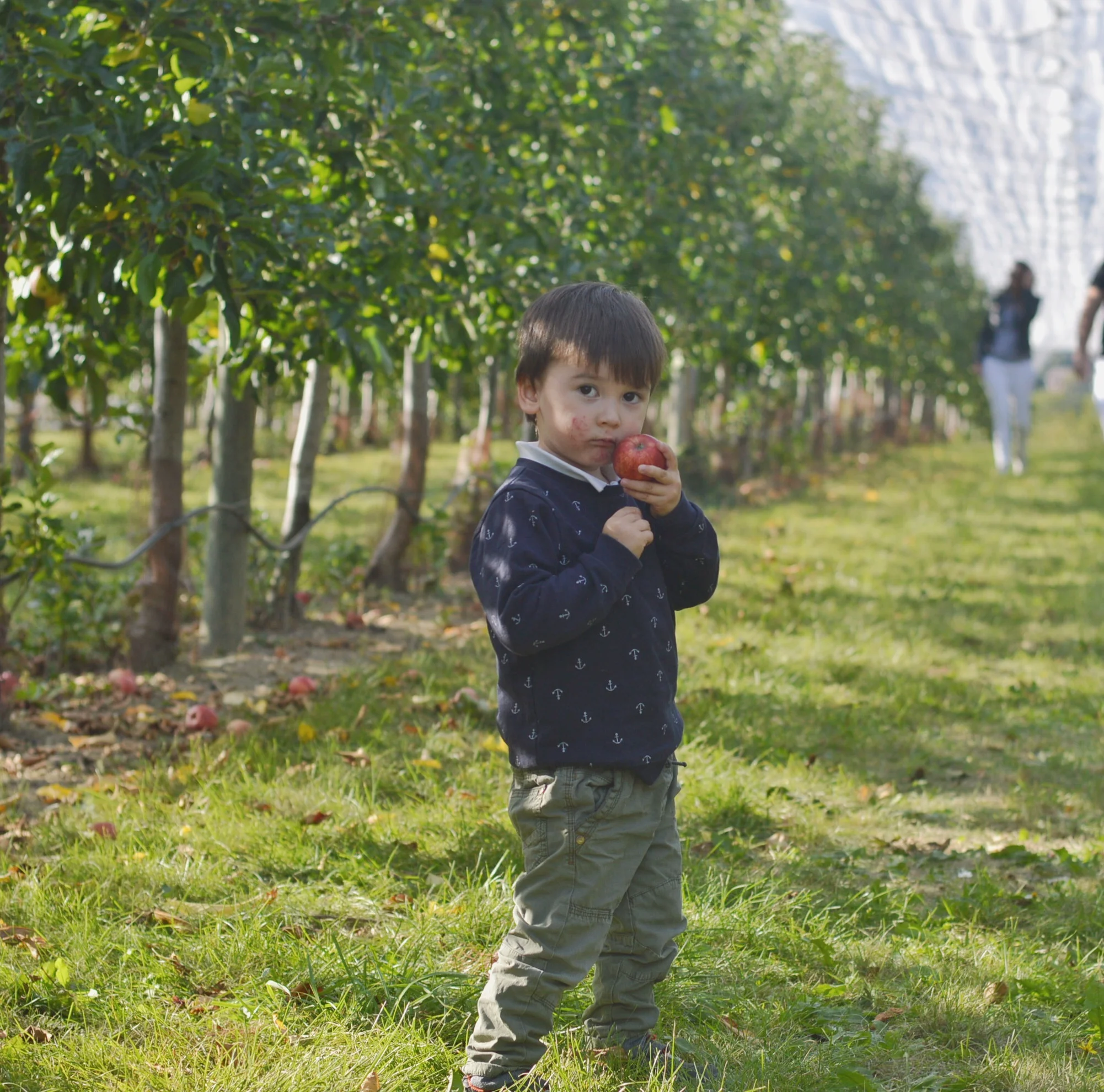 Fruit Picking at Ferme Courtois, Versoix
