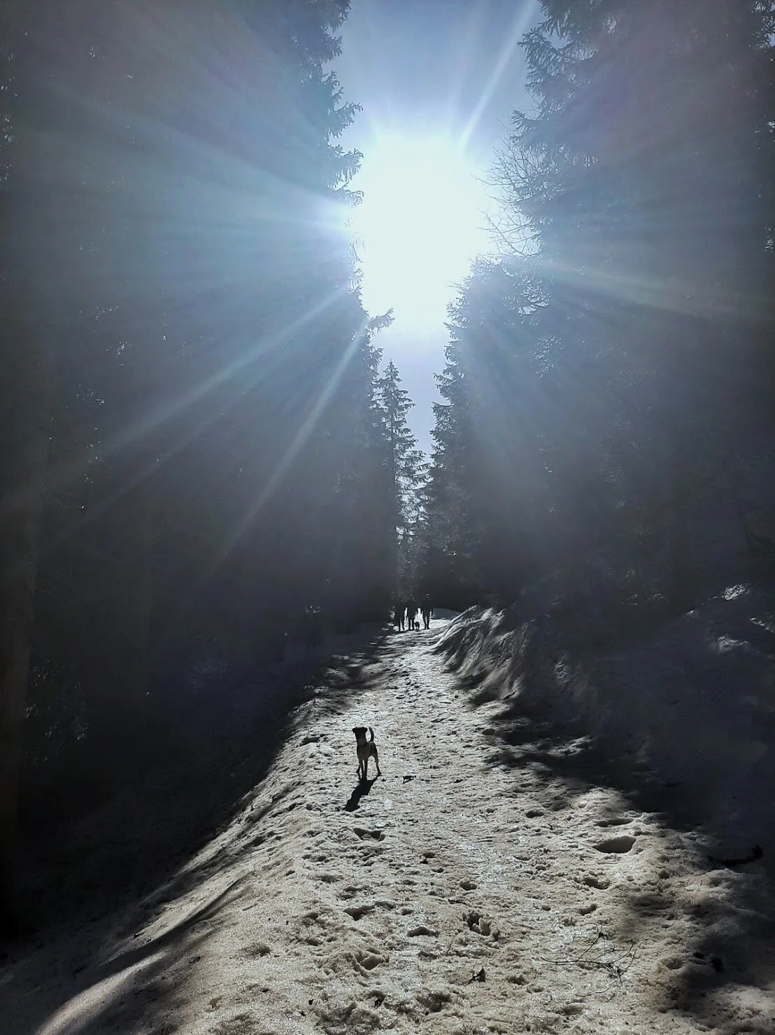 Geneva Hiking with Dogs - February 2021 - Col de Marchairuz, VD