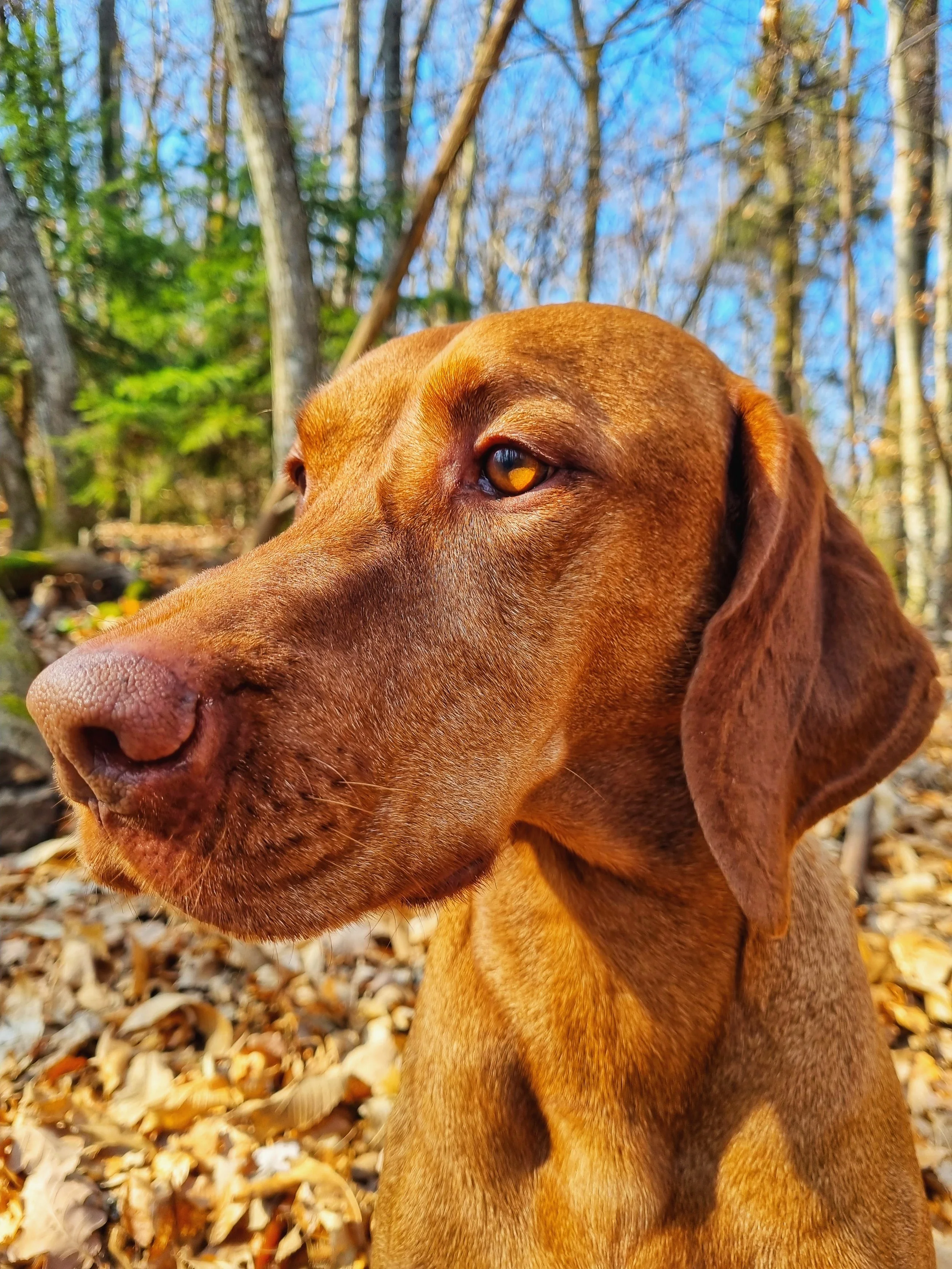 Doggy Maintenance, Luka's health and beauty regime
