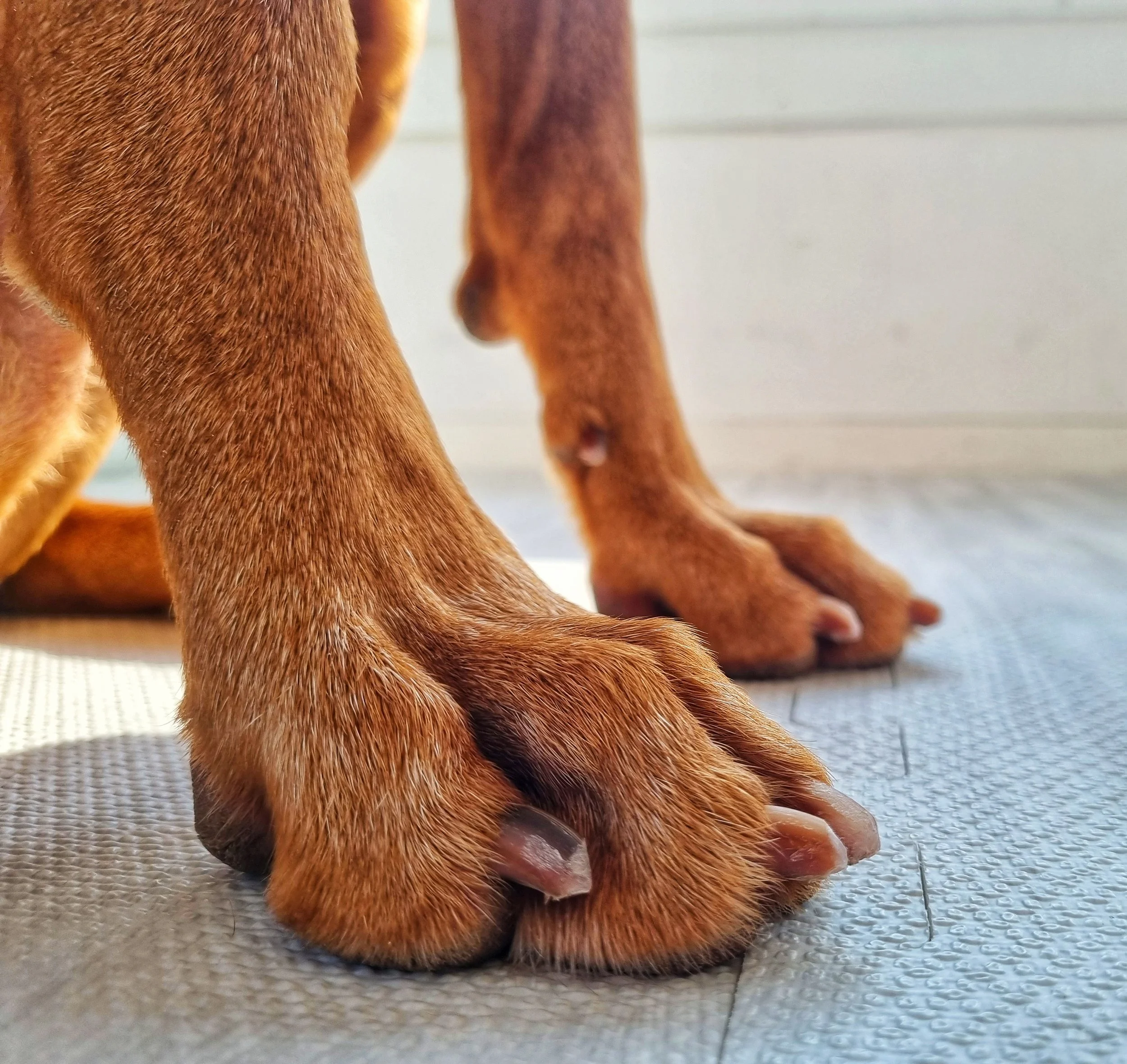 Nail Maintenance in Dogs and Positive Reinforcement