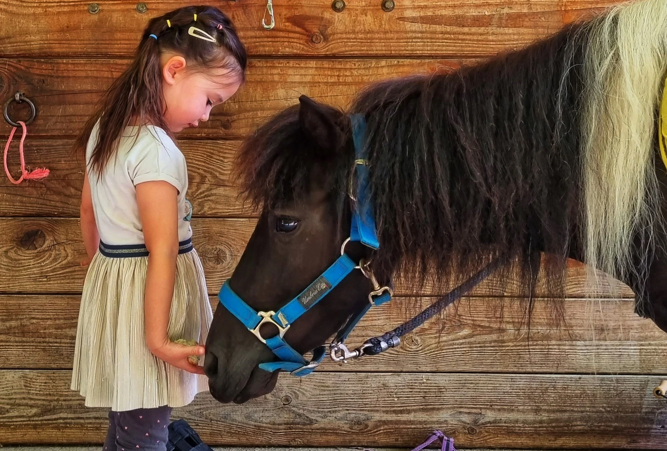 Pony Ride and Adventure Park at Les Carroz